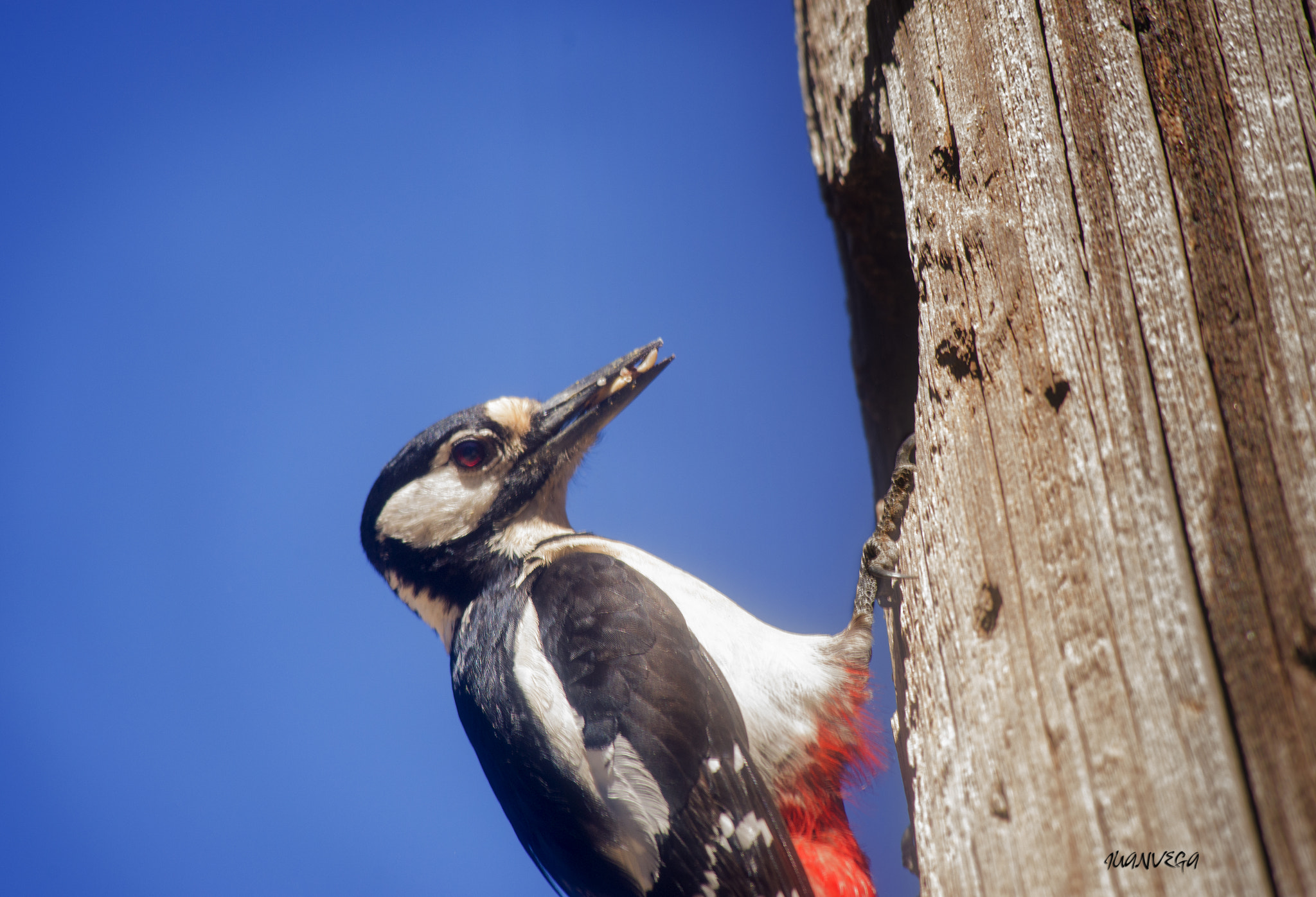 Sony 75-300mm F4.5-5.6 sample photo. P. picapinos photography