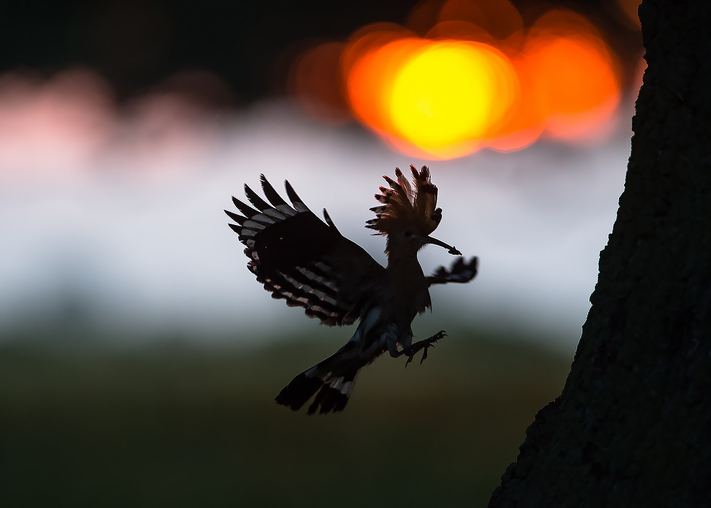 Nikon AF-S Nikkor 300mm F2.8G ED-IF VR sample photo. Hoopoe on sunrise photography