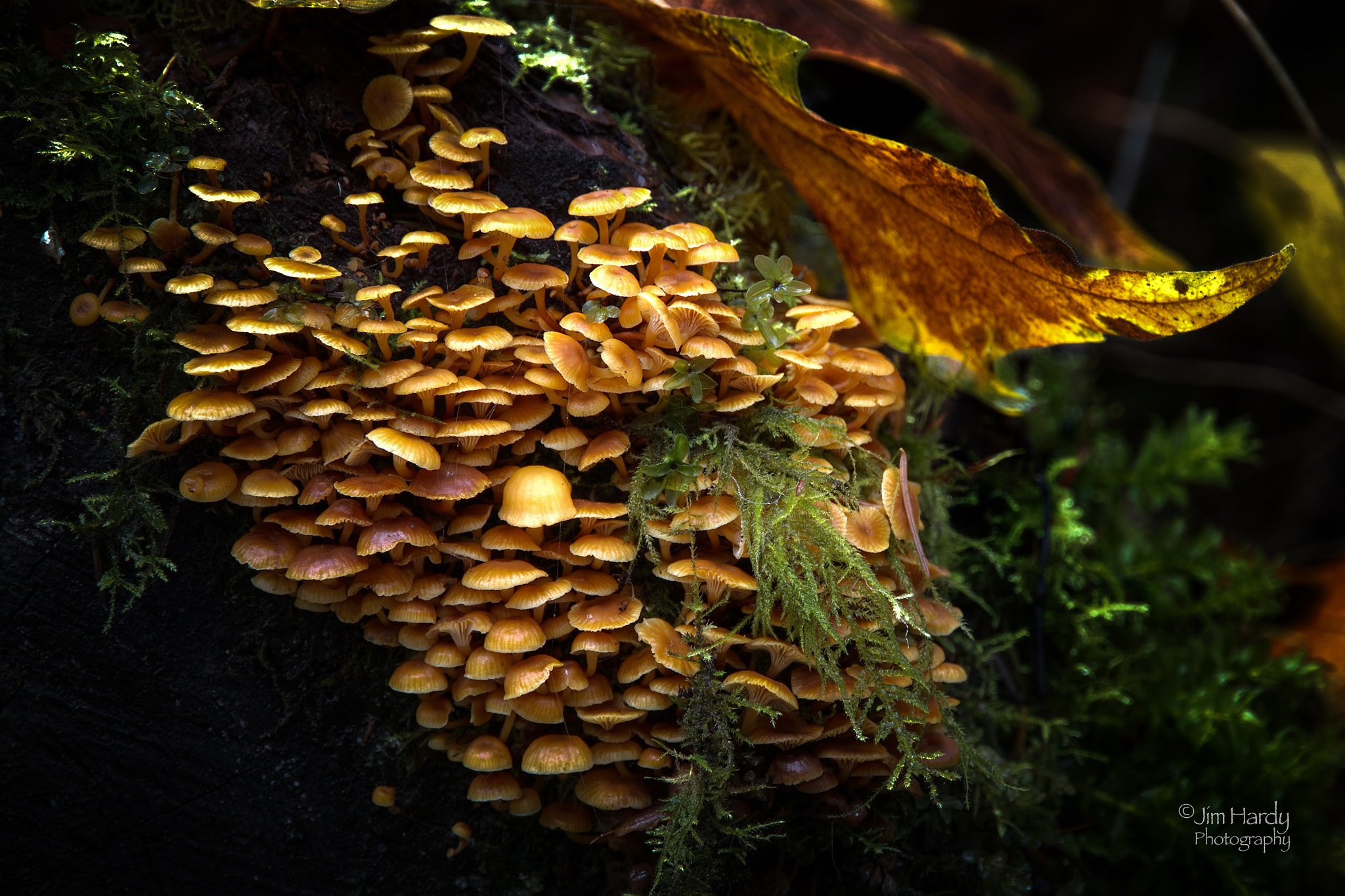 Canon EOS 550D (EOS Rebel T2i / EOS Kiss X4) sample photo. Breseman forest fungi photography