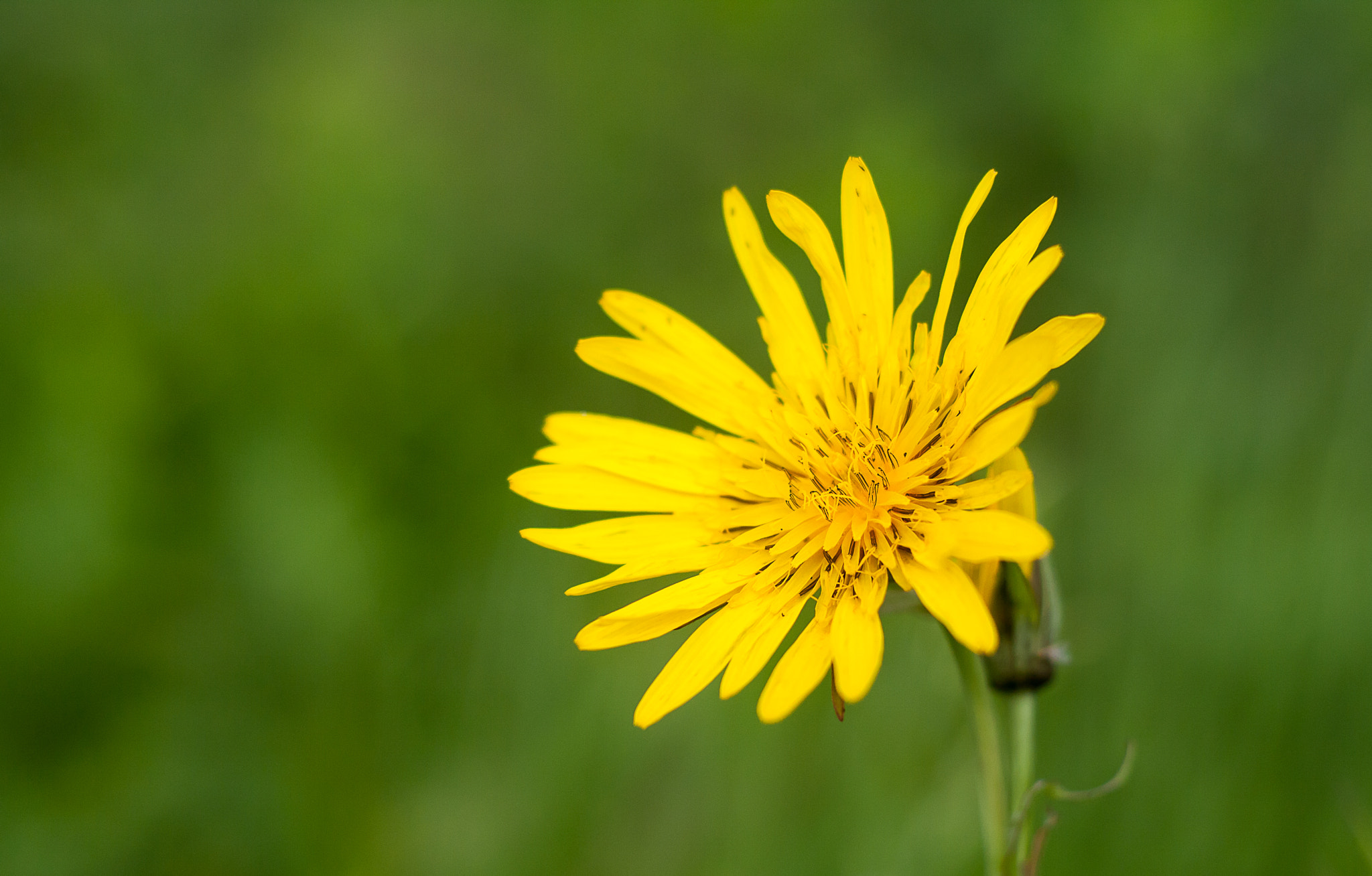 Canon EOS 1000D (EOS Digital Rebel XS / EOS Kiss F) + Canon EF 50mm f/1.8 sample photo. Yellow petals photography