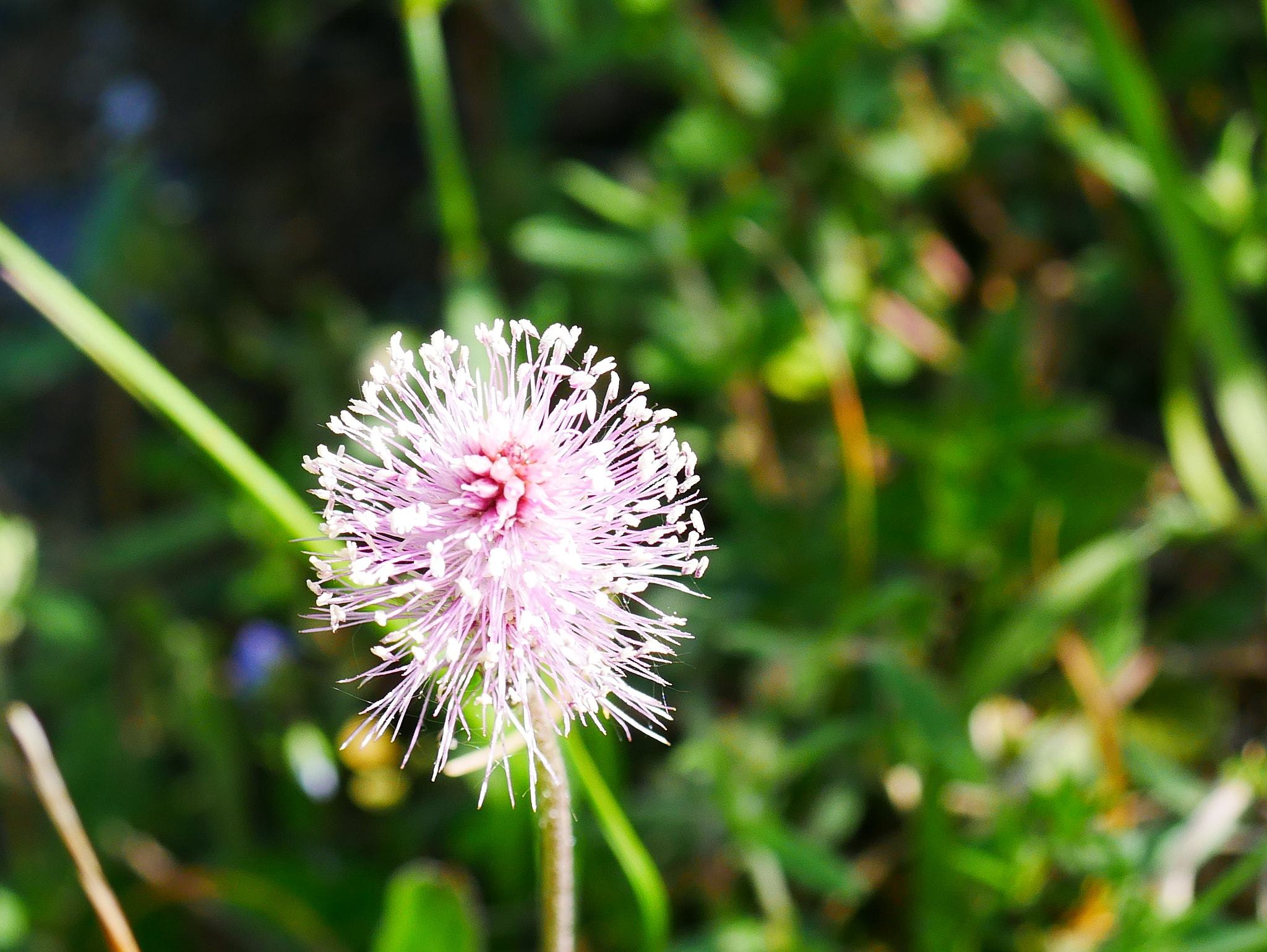 Panasonic Lumix G Macro 30mm F2.8 ASPH Mega OIS sample photo. D'alpage photography