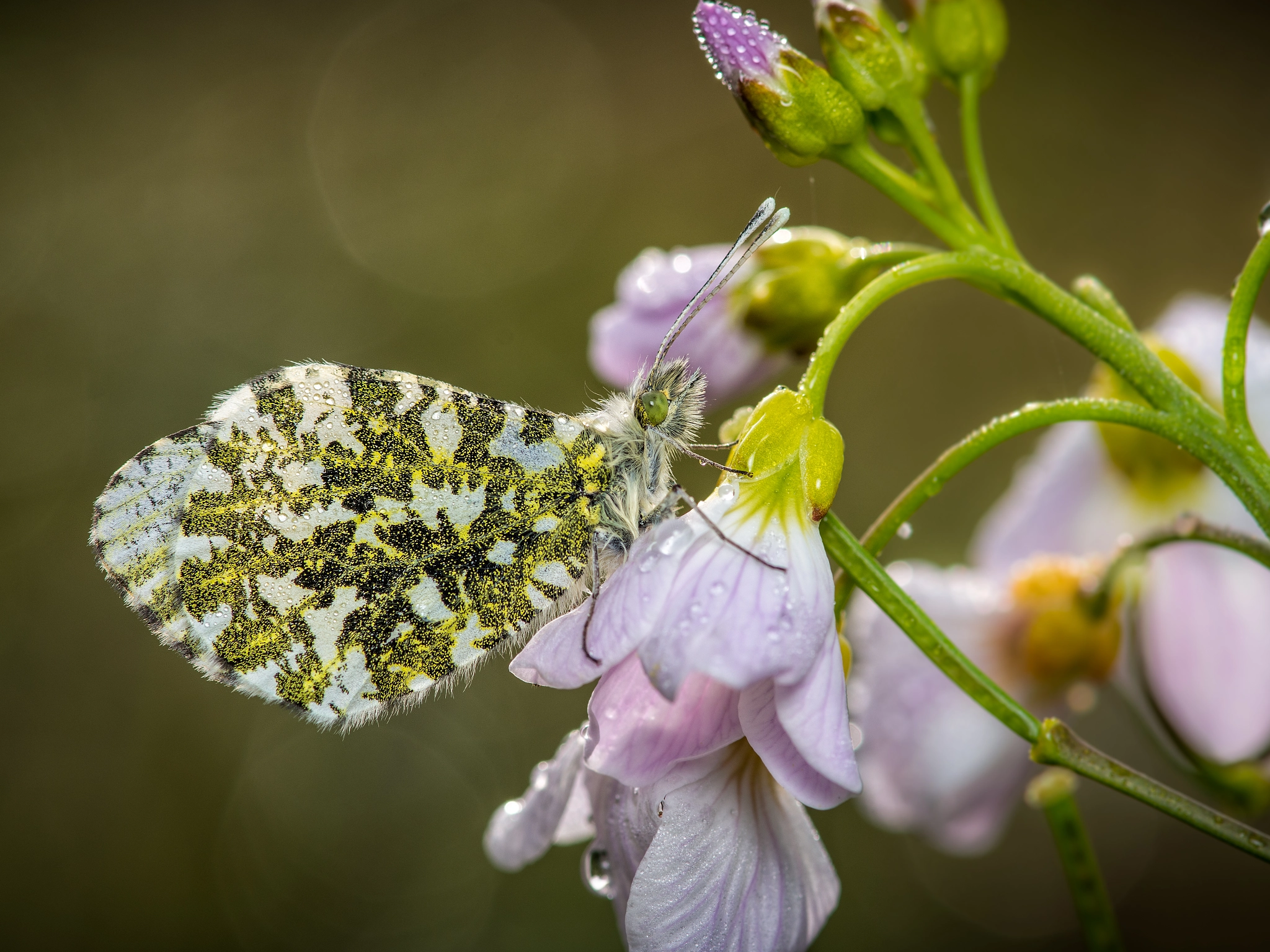 Orange tip Butterfly