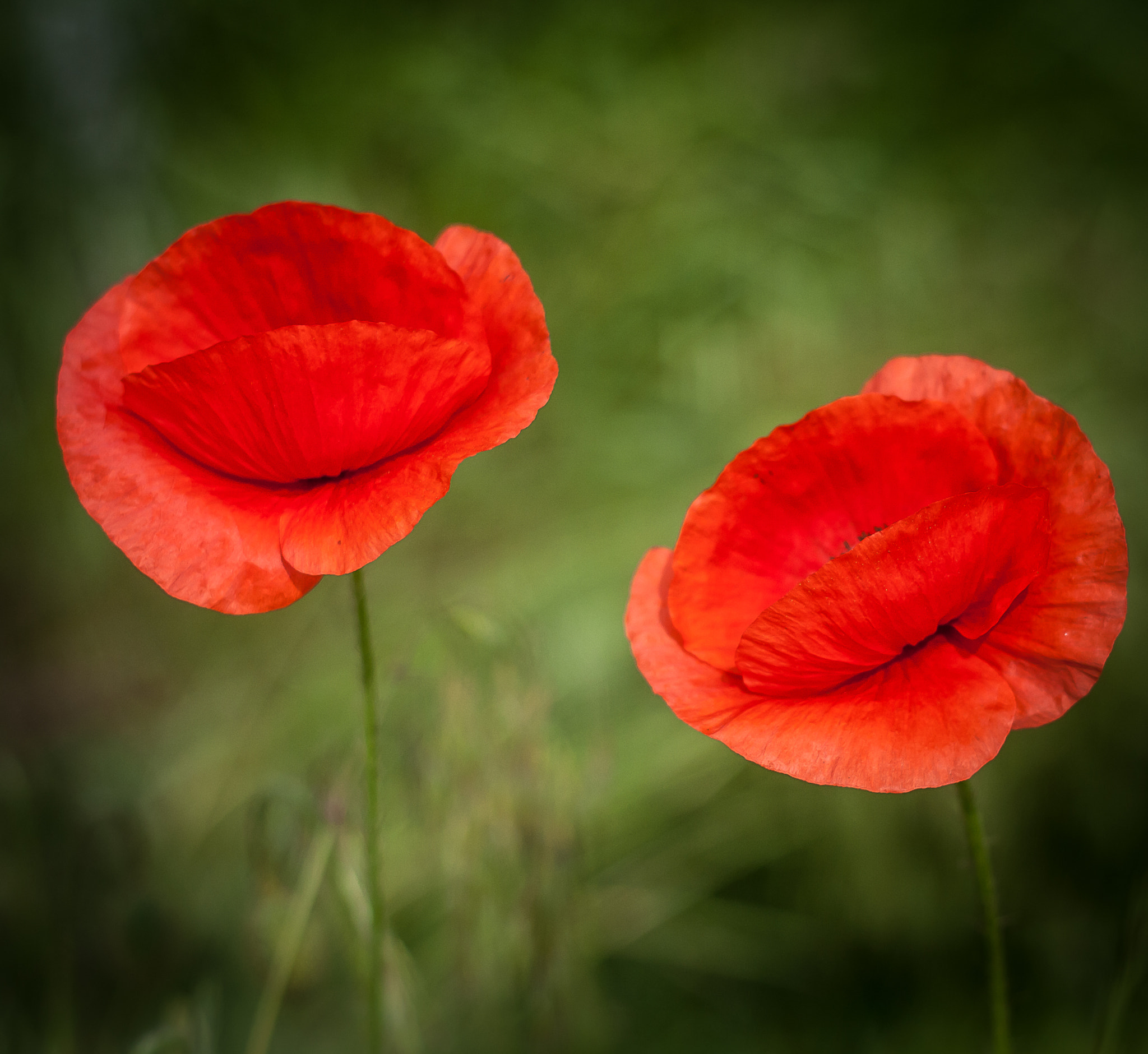 Canon EOS 1000D (EOS Digital Rebel XS / EOS Kiss F) + Canon EF 50mm f/1.8 sample photo. Two poppies photography