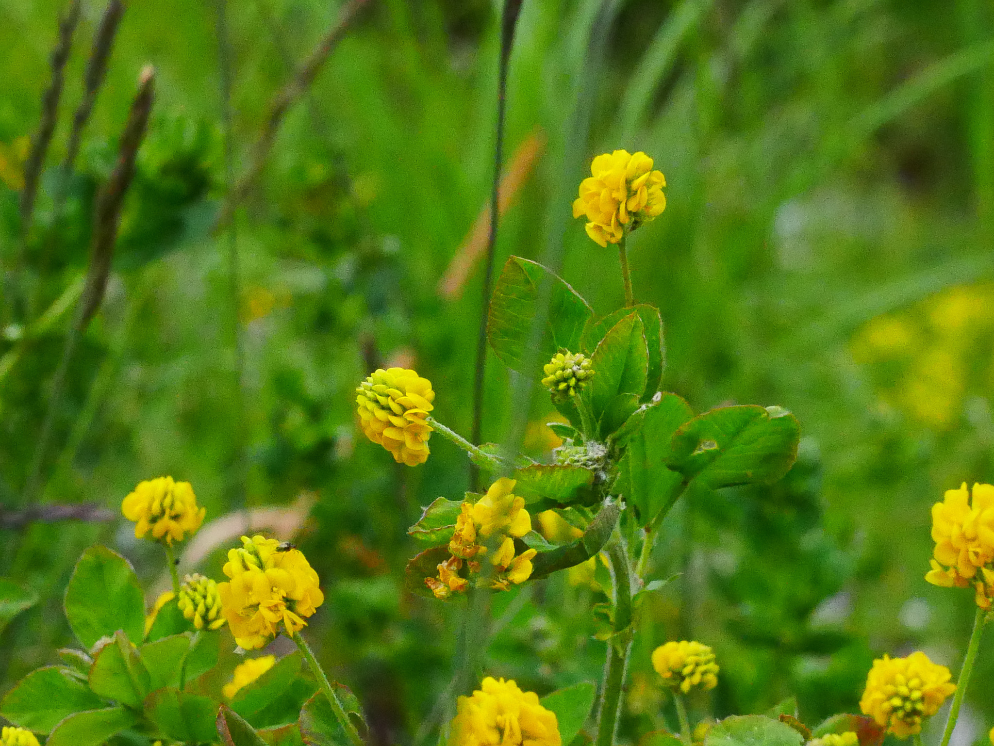 Panasonic DMC-G70 + Panasonic Lumix G Macro 30mm F2.8 ASPH Mega OIS sample photo. Herbage photography