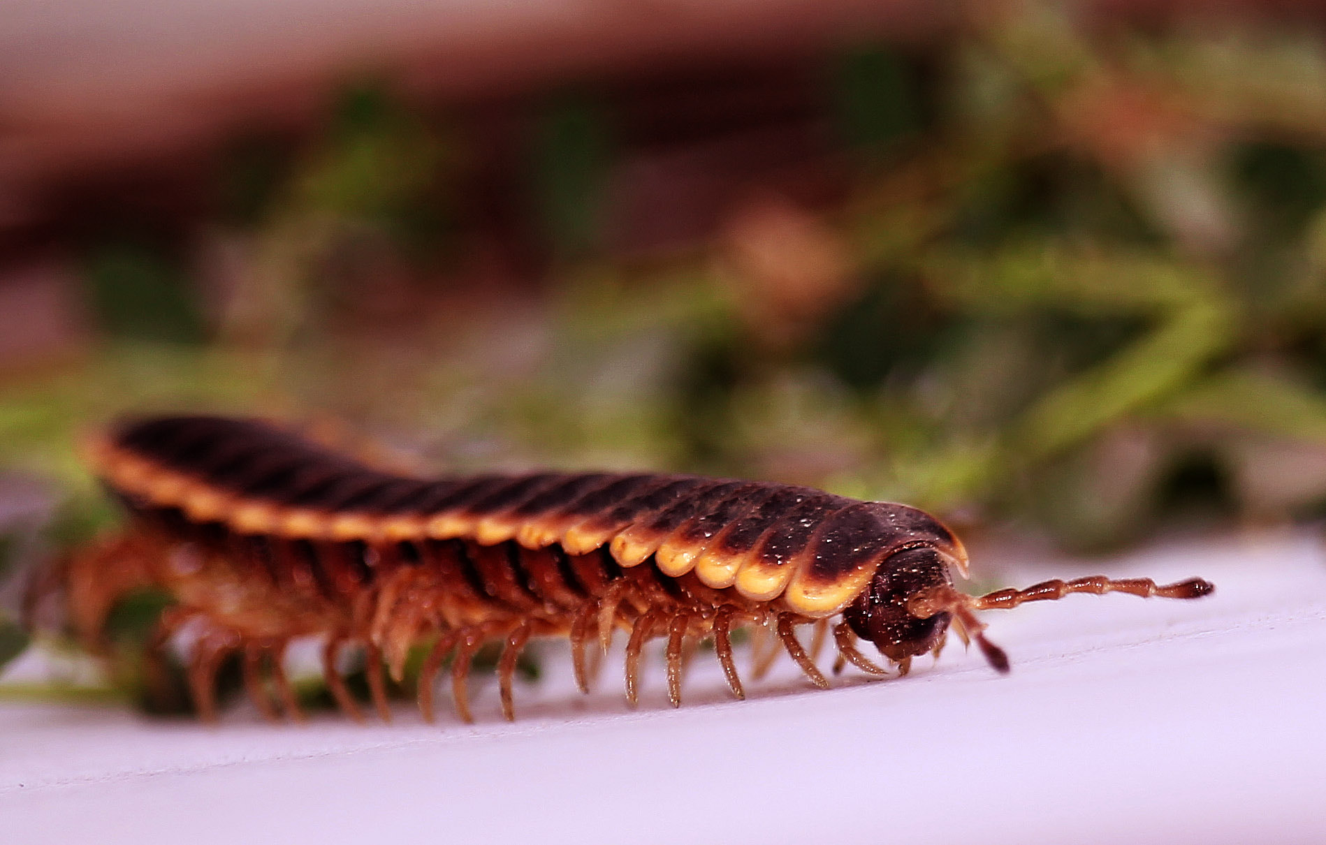 Canon EF-S 55-250mm F4-5.6 IS STM sample photo. Mr. pede photography