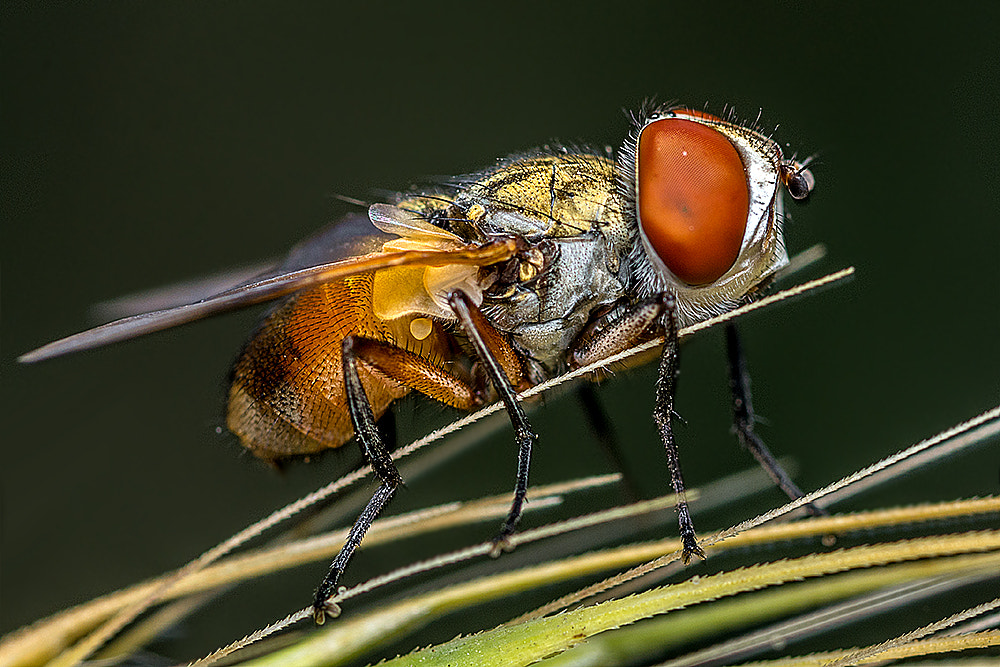 Nikon D7200 + Nikon AF Micro-Nikkor 60mm F2.8D sample photo. Red eye fly photography