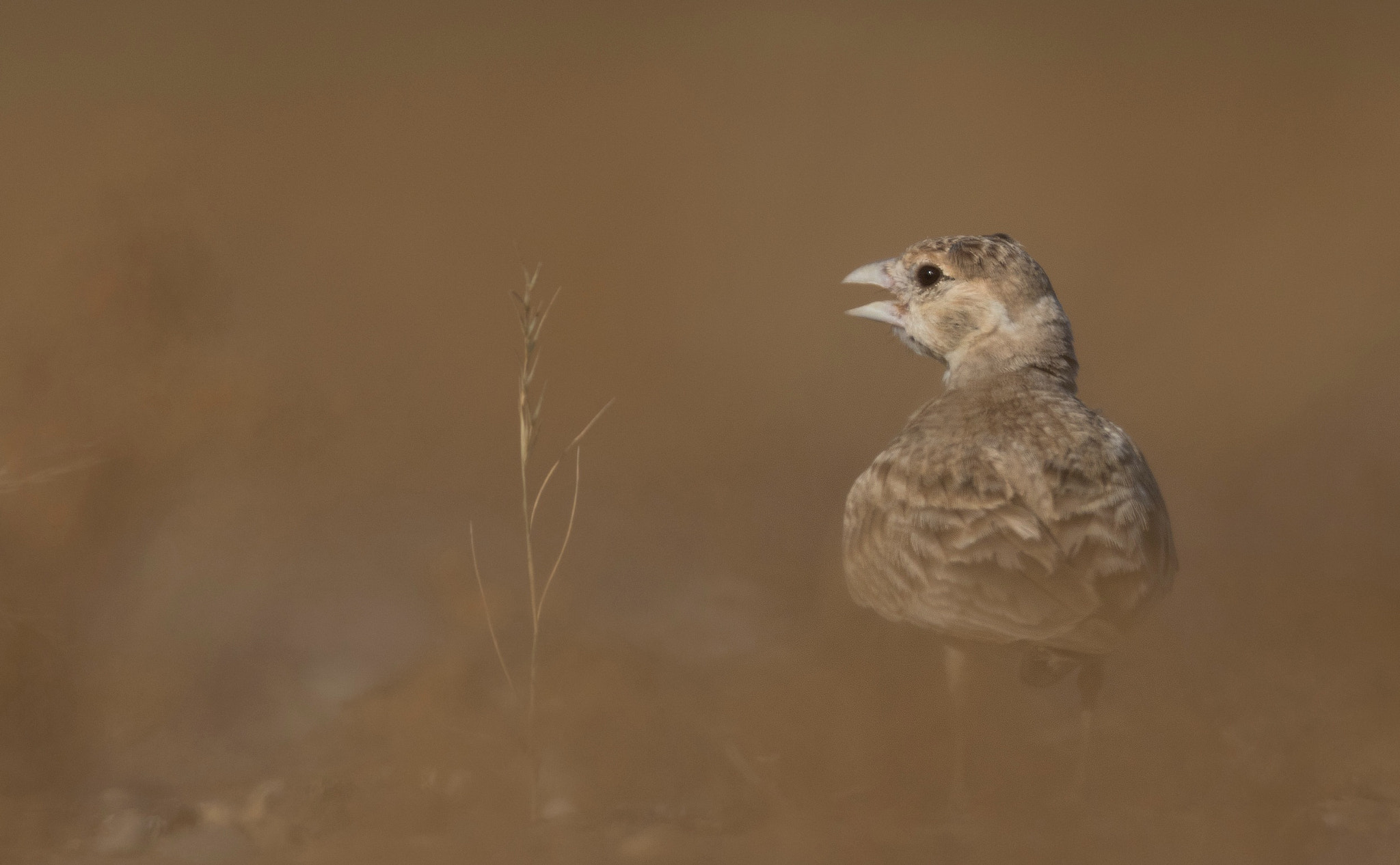 Canon EOS 7D Mark II + Canon EF 800mm F5.6L IS USM sample photo. Black - crowned sparrow lark photography