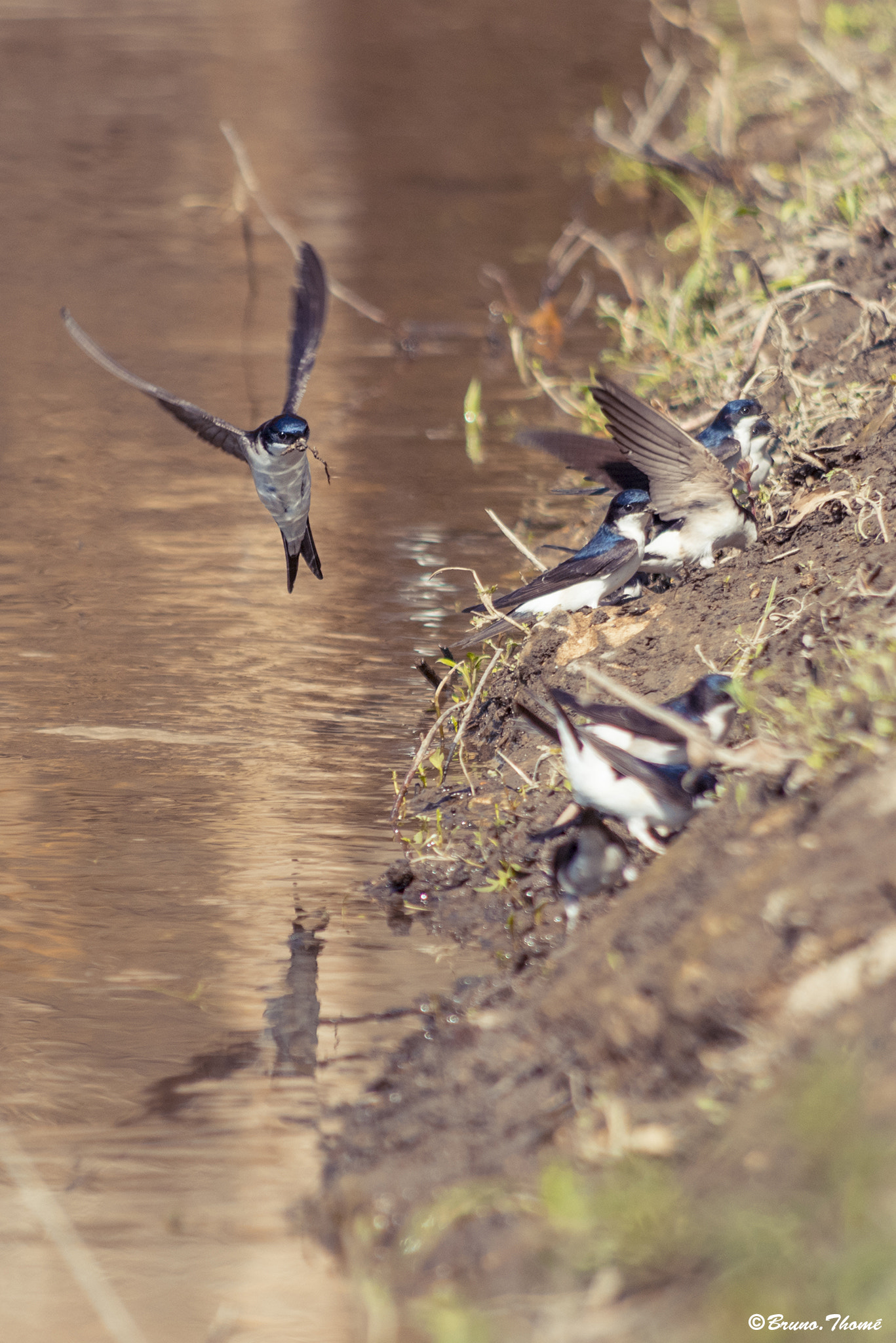 Pentax smc DA 55-300mm F4.0-5.8 ED sample photo. Swallow photography