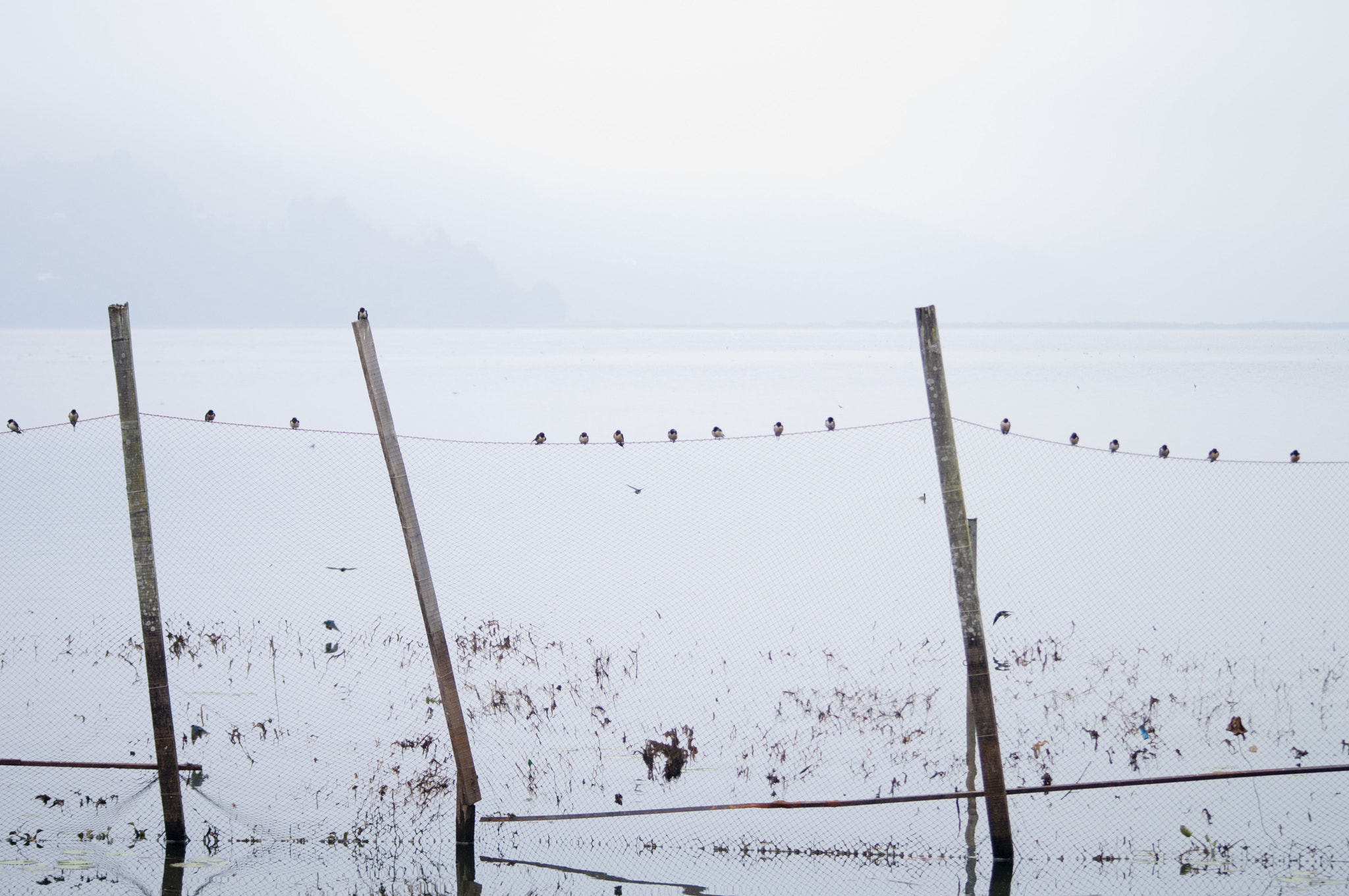 Pentax K-7 + Sigma sample photo. The bird orchestra.jpg photography