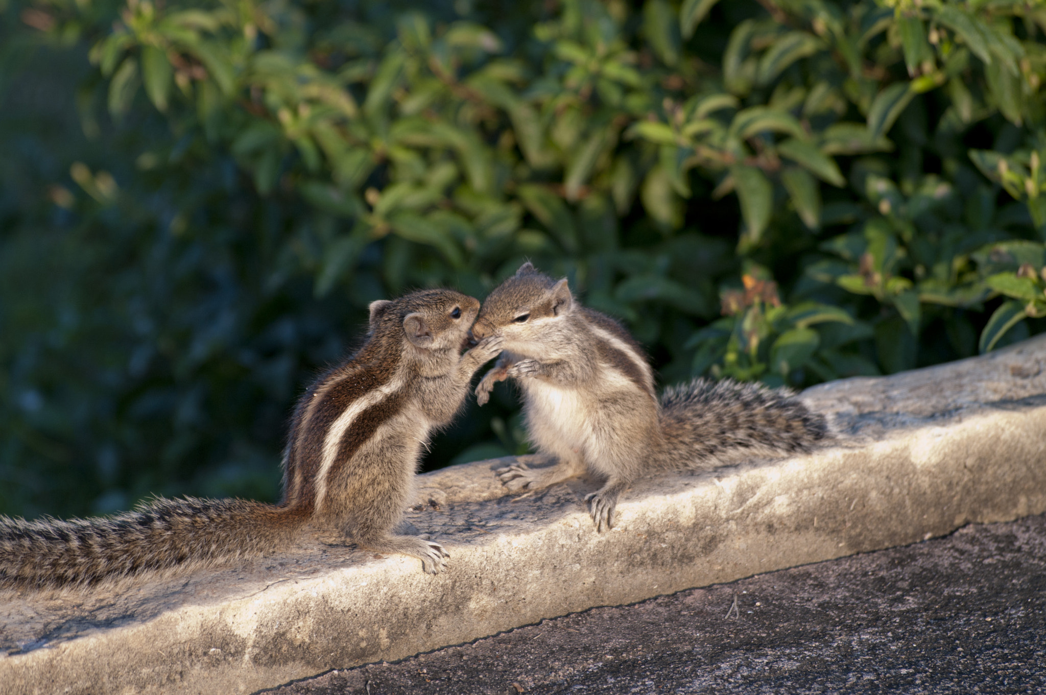 Pentax K-7 + Sigma sample photo. Cute love.jpg photography
