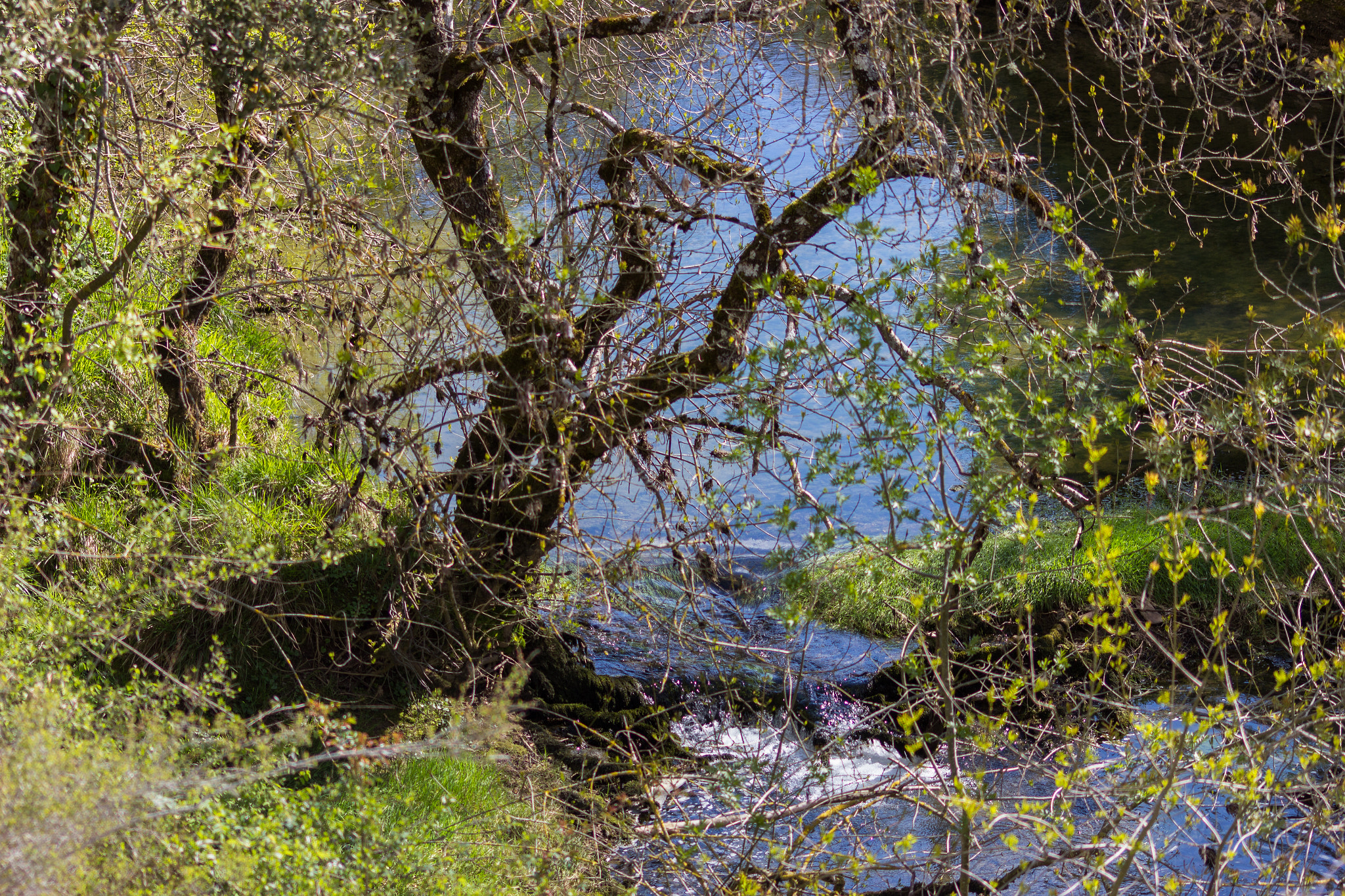 Sigma 70-300mm F4-5.6 APO DG Macro sample photo. Rio zadorra photography