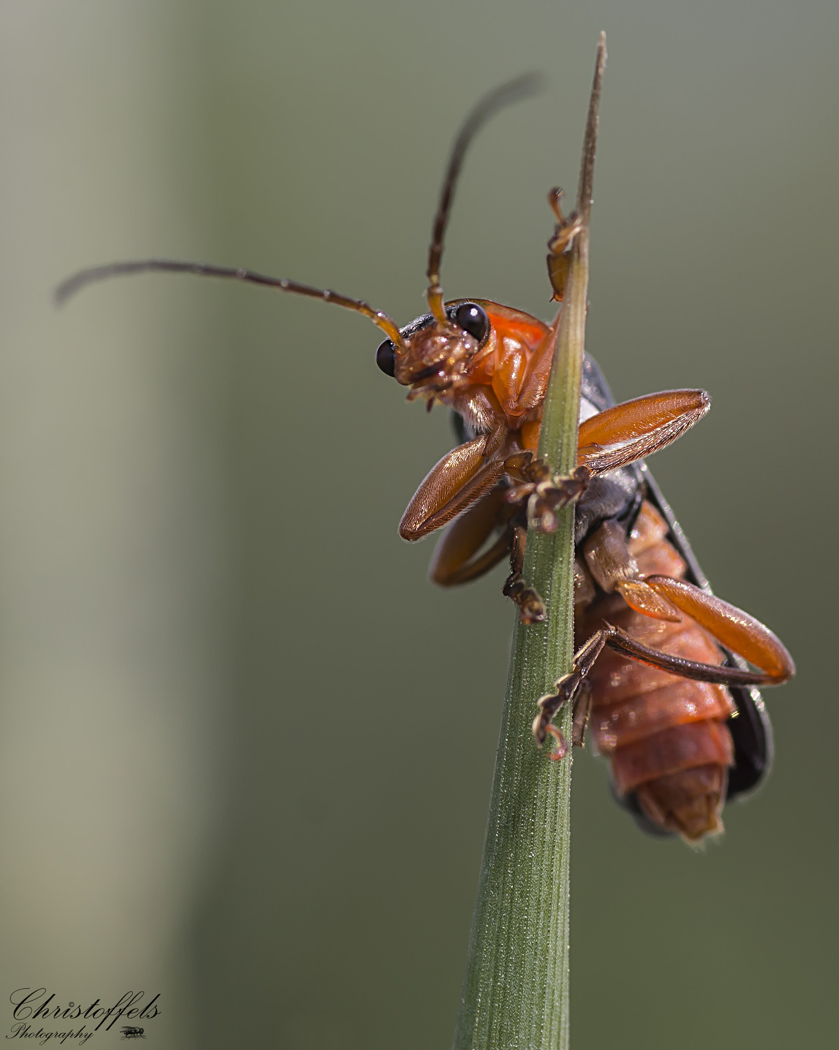 Canon EOS 60D + Sigma 70mm F2.8 EX DG Macro sample photo. Kiekeboe photography