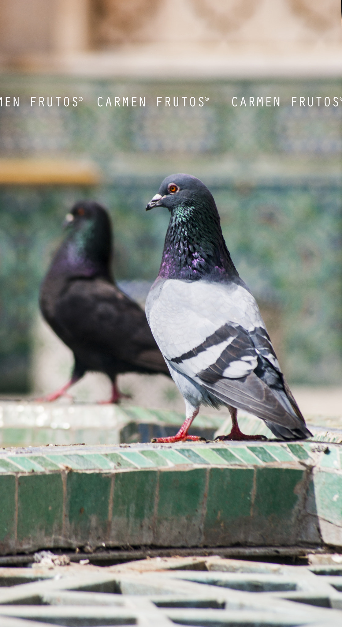 Sony Alpha DSLR-A380 sample photo. Pigeons preparing for prayer photography