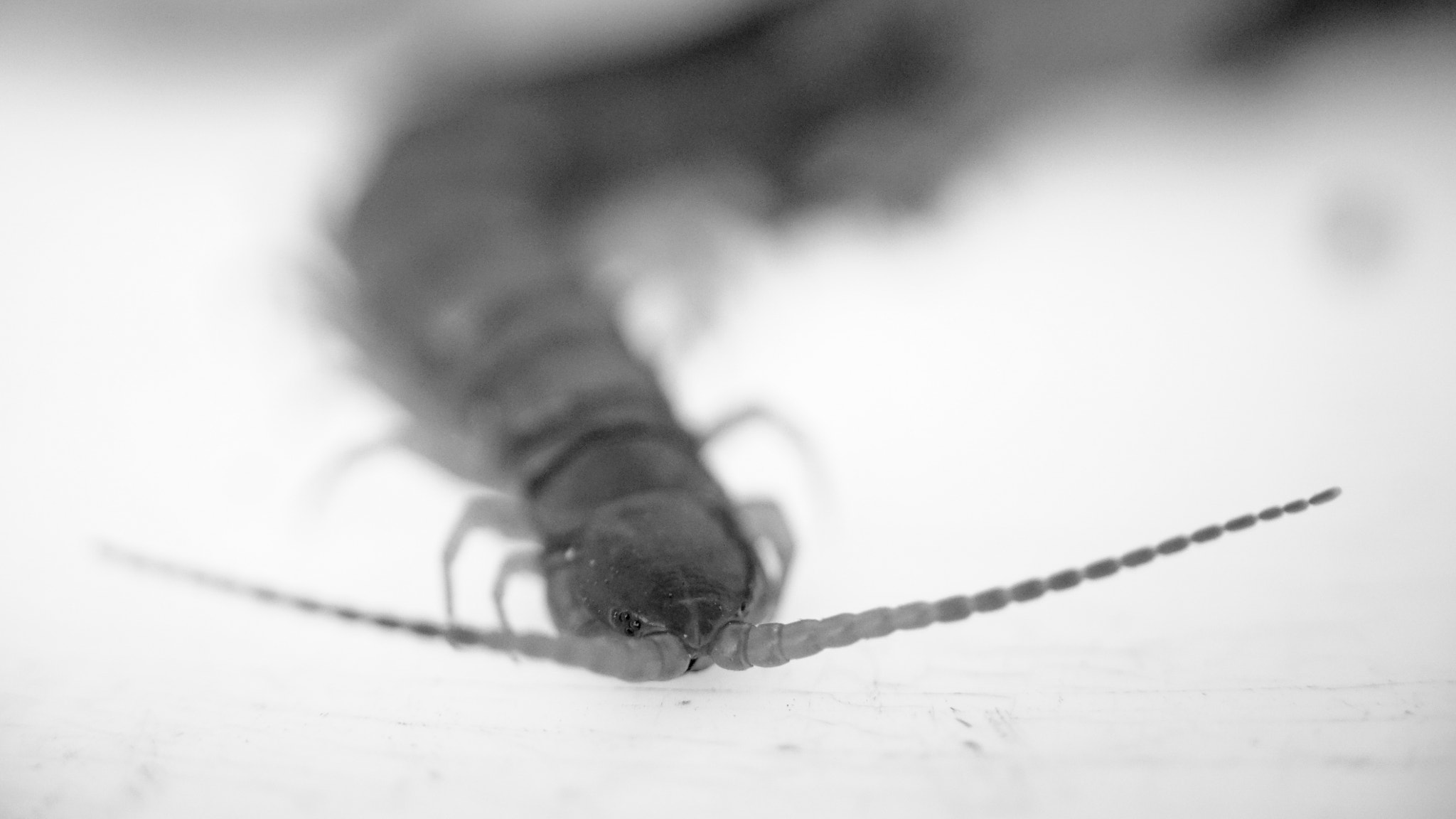 Sony a7S II sample photo. Centipede photography