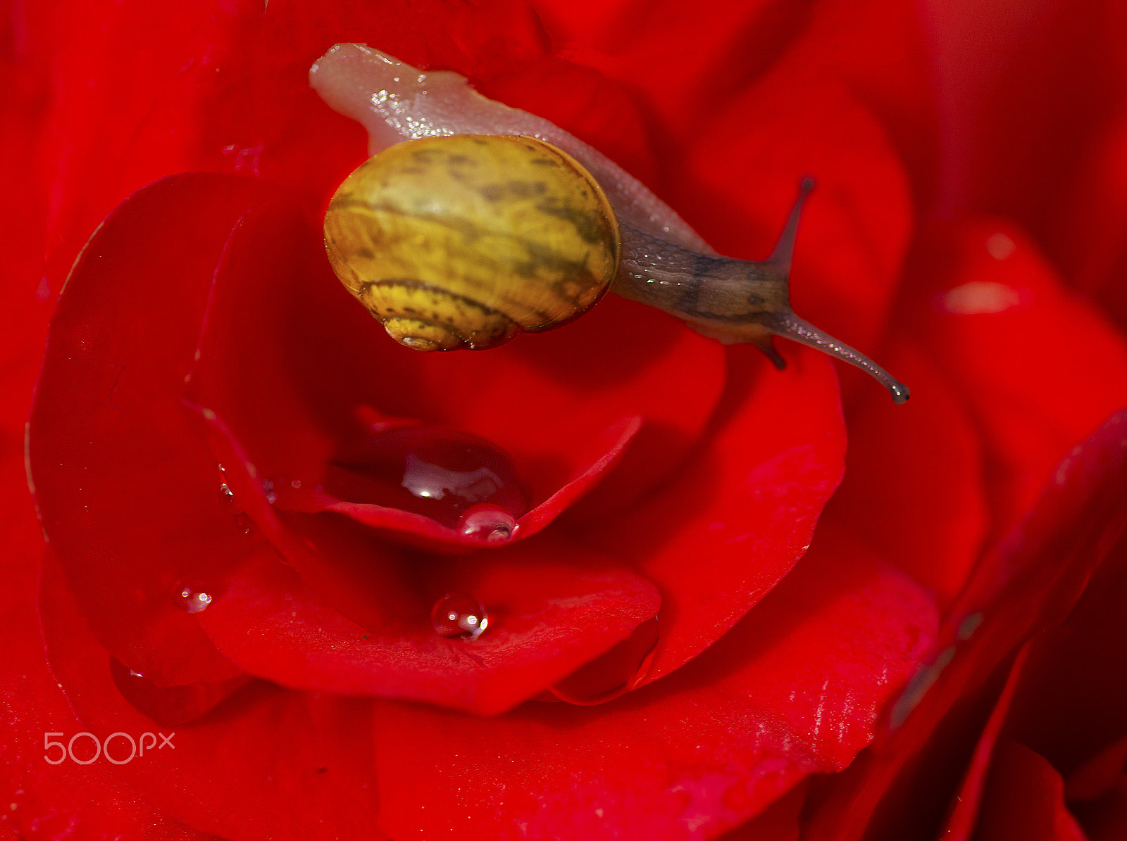 Sony SLT-A77 + Tamron SP AF 90mm F2.8 Di Macro sample photo. On a red flower photography