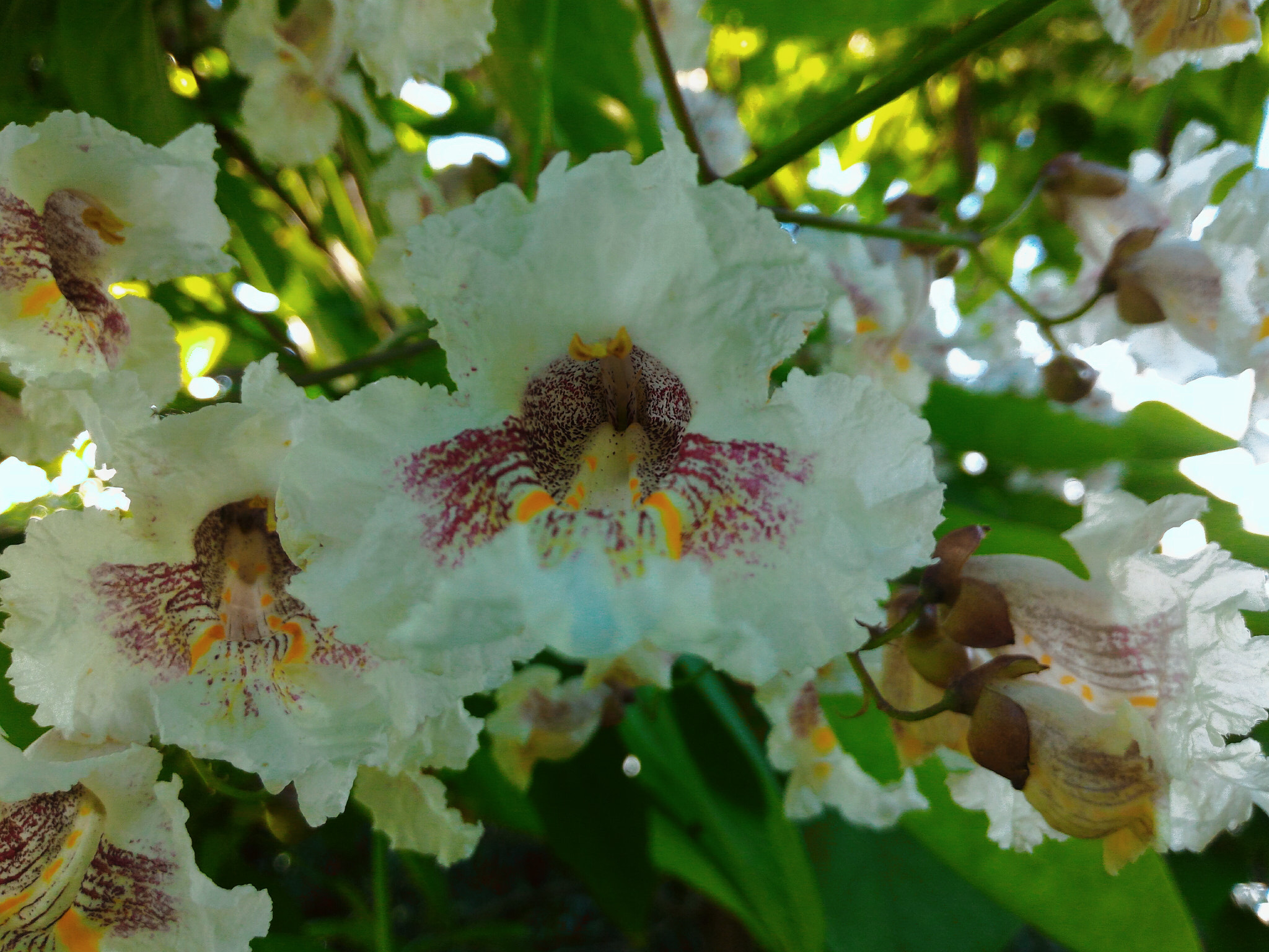 ASUS Z00ADB sample photo. 花 photography