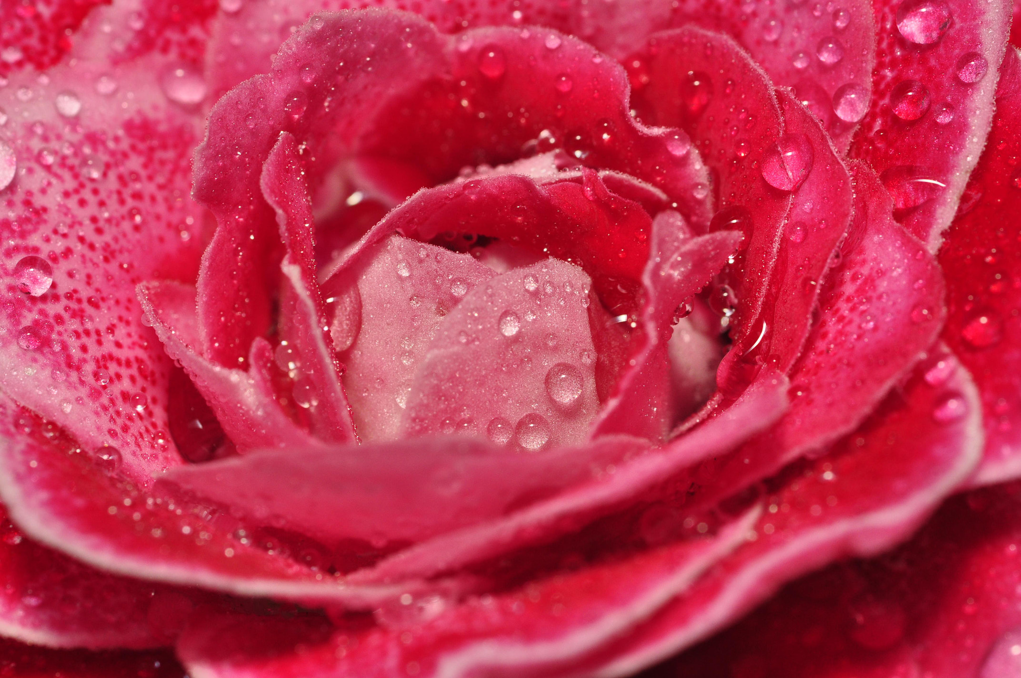 Sigma 105mm F2.8 EX DG Macro sample photo. Untitled photography