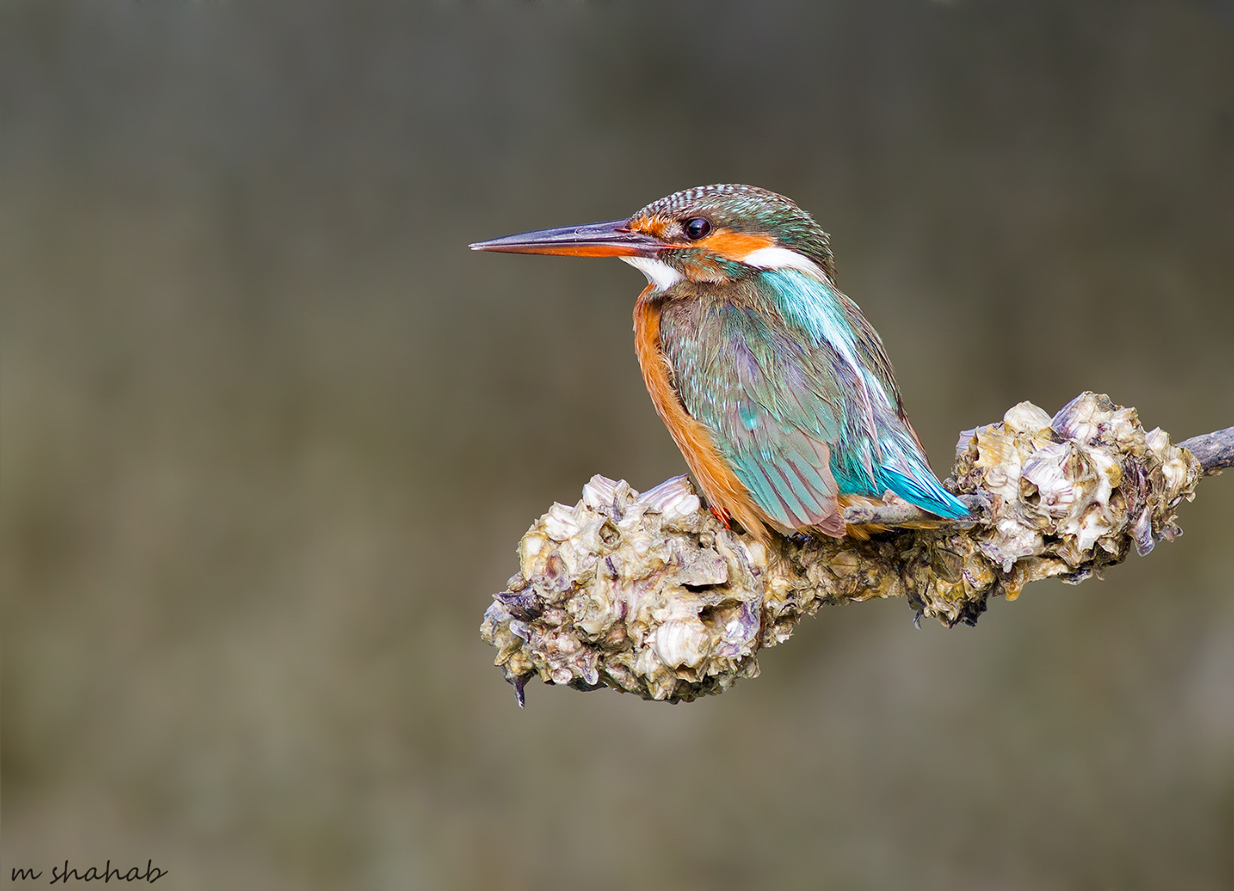 Canon EOS 7D + Canon EF 400mm F5.6L USM sample photo. Common kingfisher photography