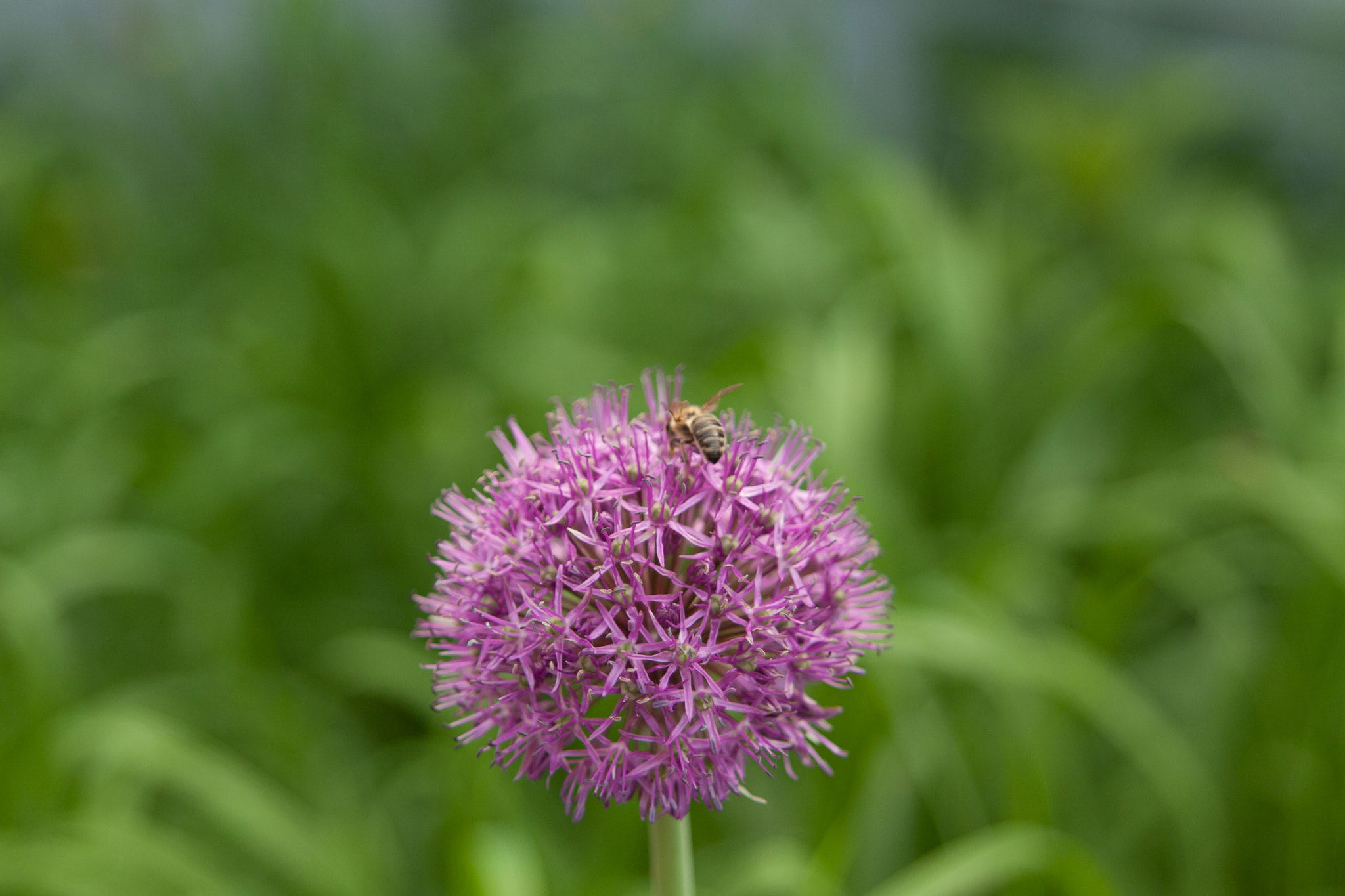 Canon EOS 50D + Sigma 24-70mm F2.8 EX DG Macro sample photo. Bee on a flower photography