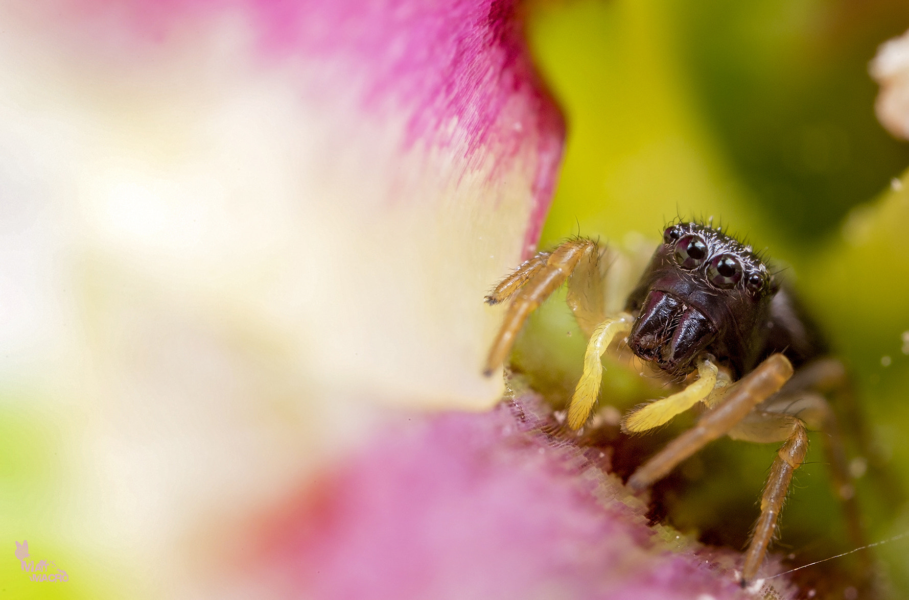 Canon MP-E 65mm F2.5 1-5x Macro Photo sample photo. Do i look cute? photography