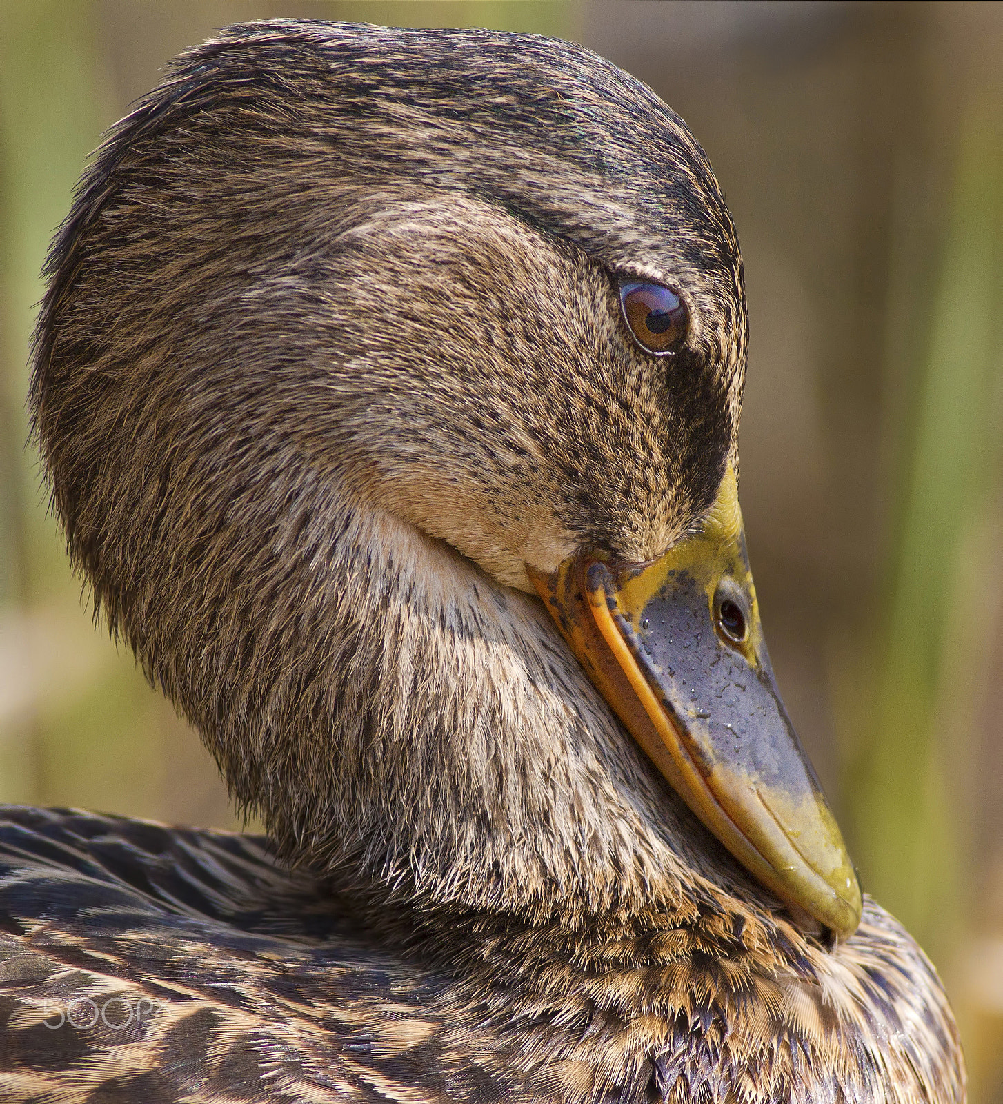 Canon EOS 7D + Canon EF 400mm F5.6L USM sample photo. La sezione aurea photography