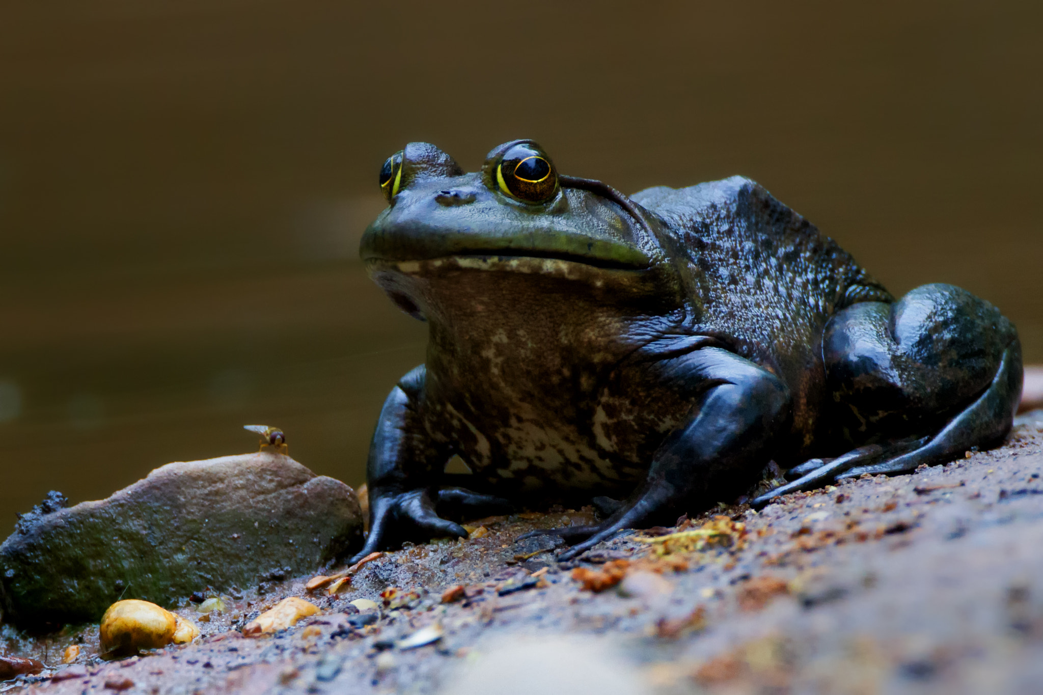 Canon EF 500mm F4L IS USM sample photo. King of the pond with jester photography