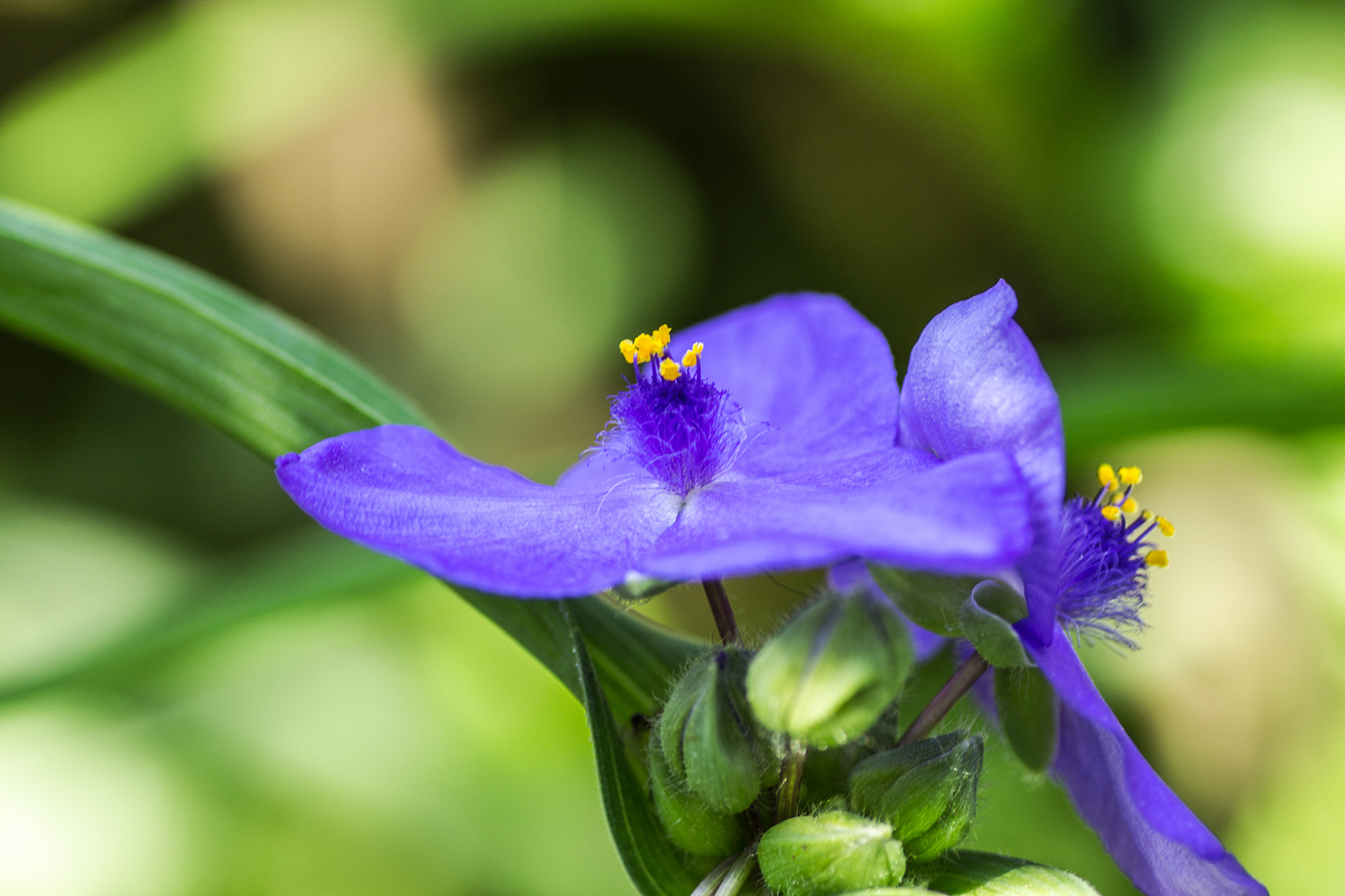 Canon EOS 700D (EOS Rebel T5i / EOS Kiss X7i) + Tamron SP AF 90mm F2.8 Di Macro sample photo. Narcissus photography