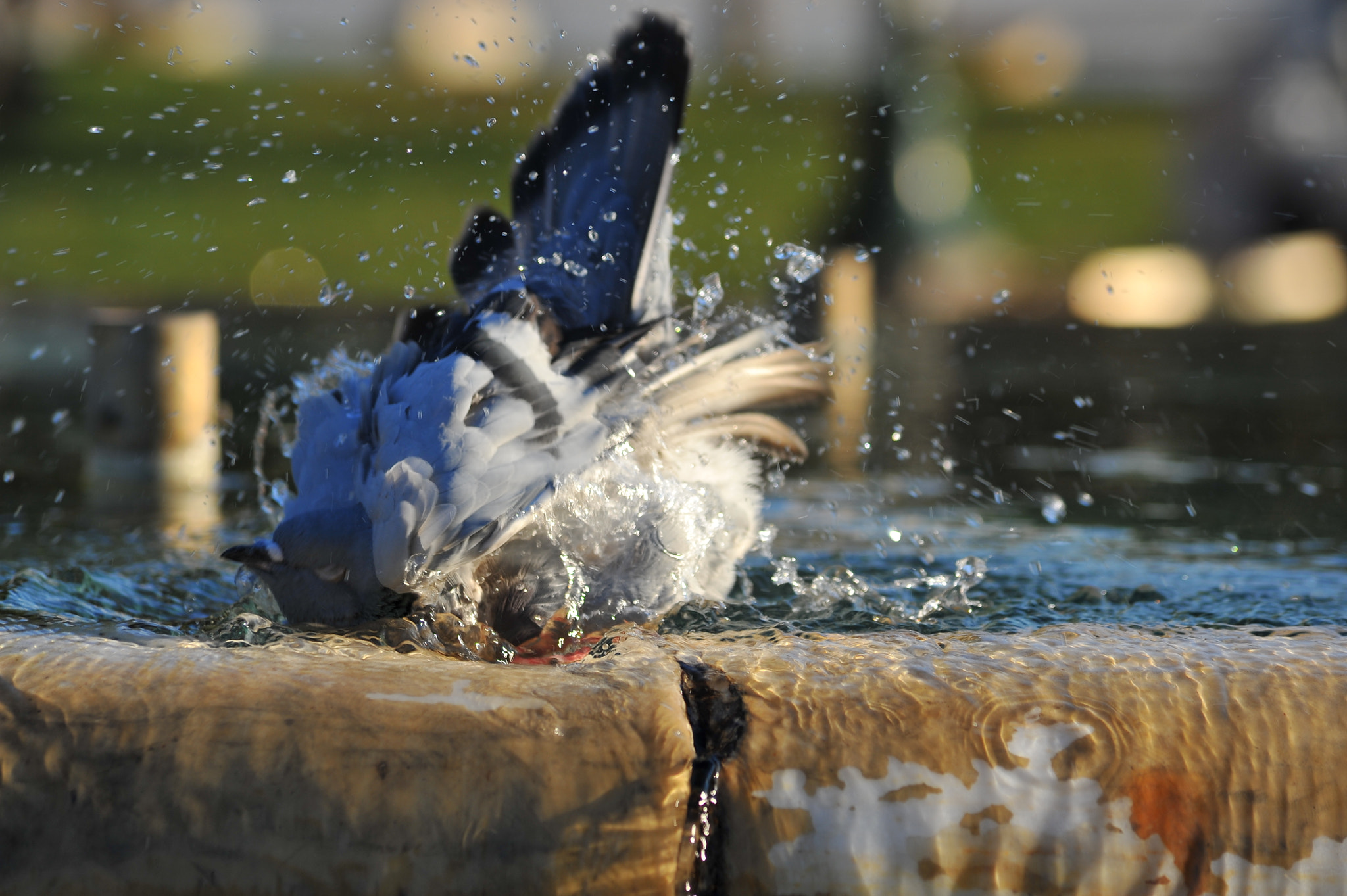 AF Zoom-Nikkor 70-300mm f/4-5.6D ED sample photo. A pigeon's splash.jpg photography
