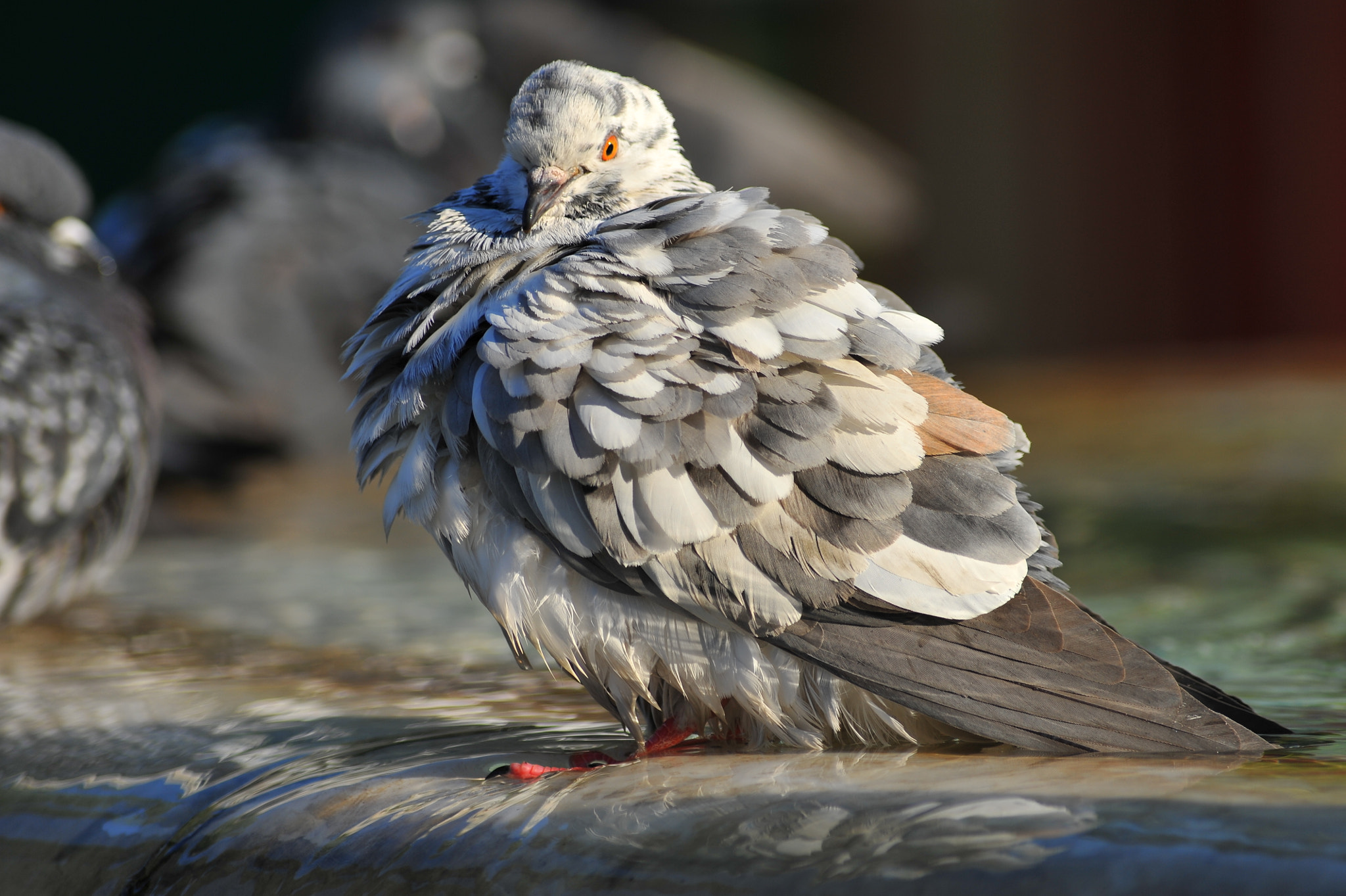 AF Zoom-Nikkor 70-300mm f/4-5.6D ED sample photo. A white grey pigeon.jpg photography