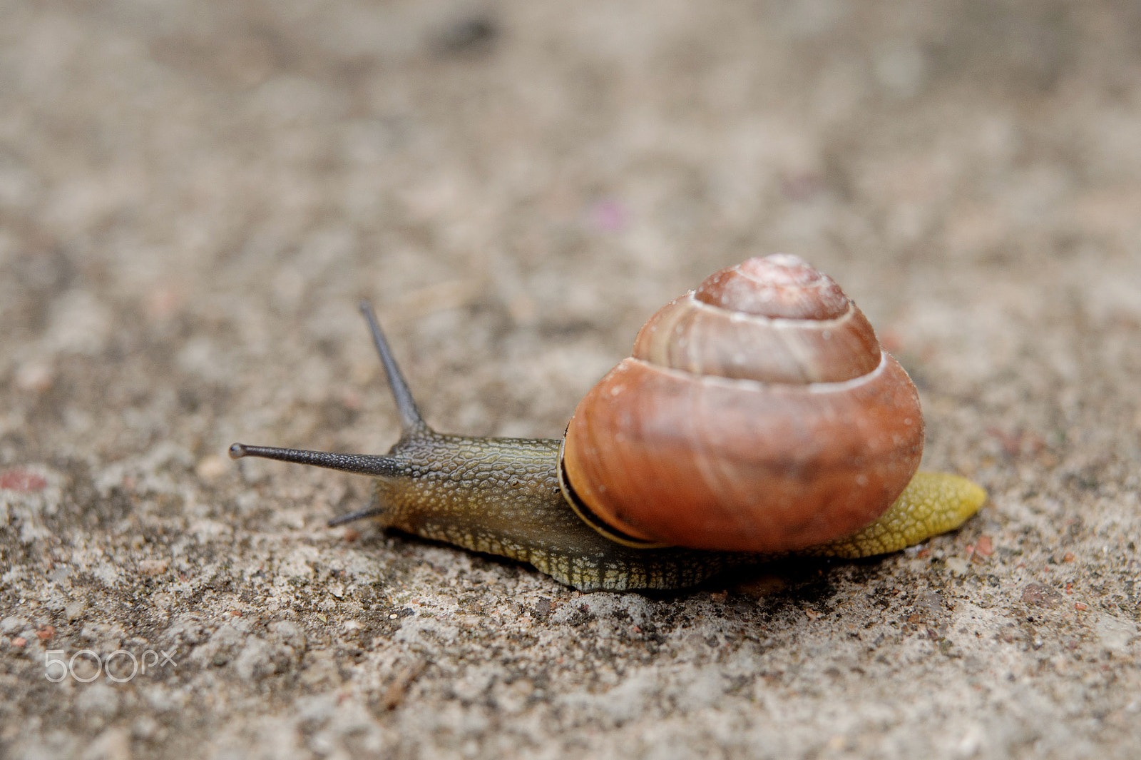 Nikon AF-S Micro-Nikkor 60mm F2.8G ED sample photo. Snail photography