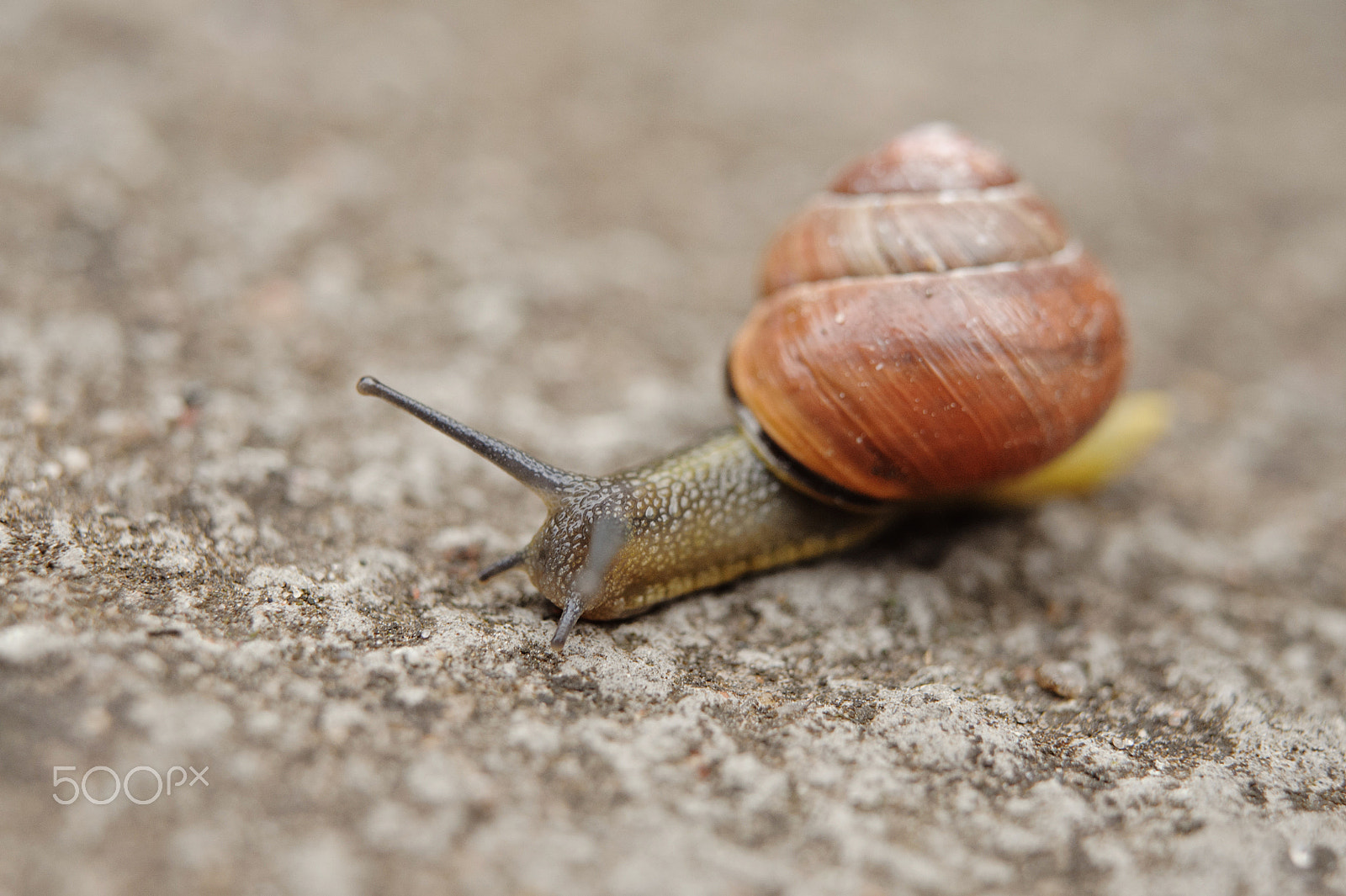 Nikon AF-S Micro-Nikkor 60mm F2.8G ED sample photo. Snail photography