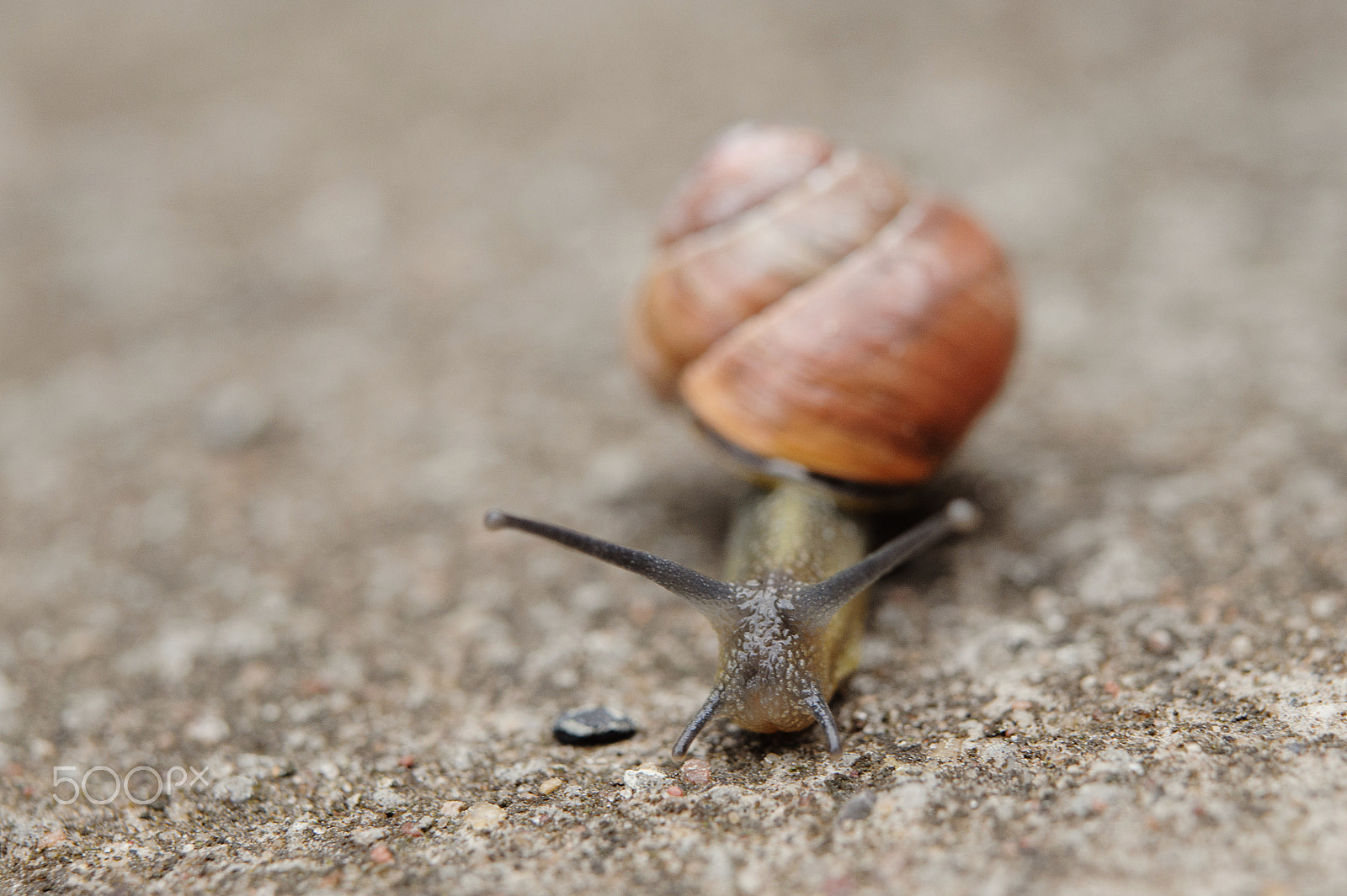 Nikon AF-S Micro-Nikkor 60mm F2.8G ED sample photo. Snail photography