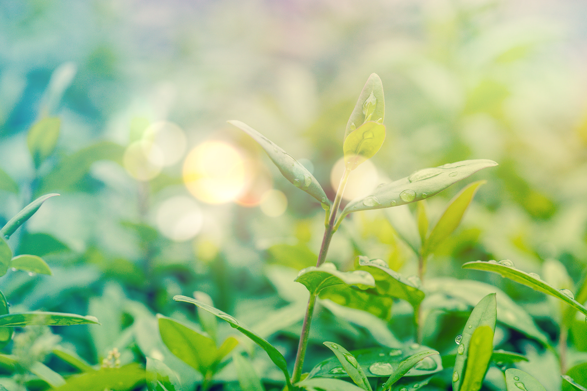 Sony Alpha DSLR-A900 + Minolta AF 100mm F2.8 Macro [New] sample photo. Green hedge with dew photography