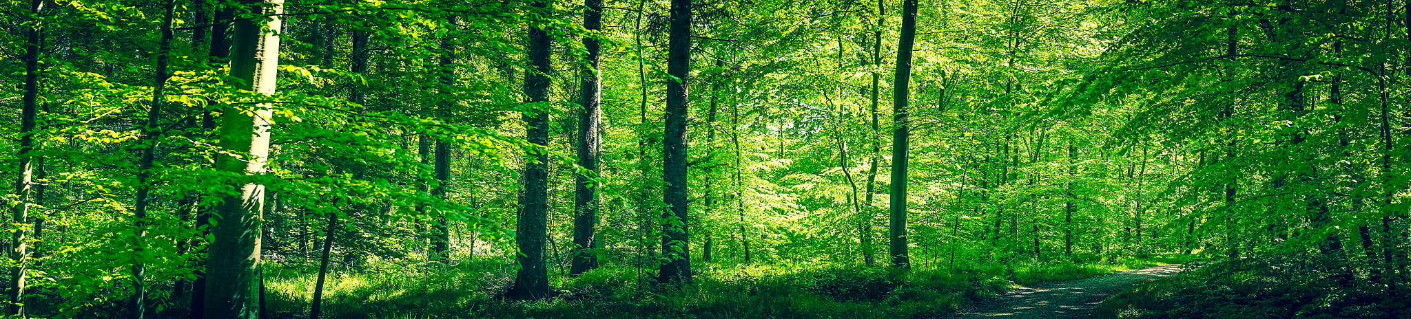 Sony a7R + Minolta AF 50mm F1.4 [New] sample photo. Forest in the spring photography
