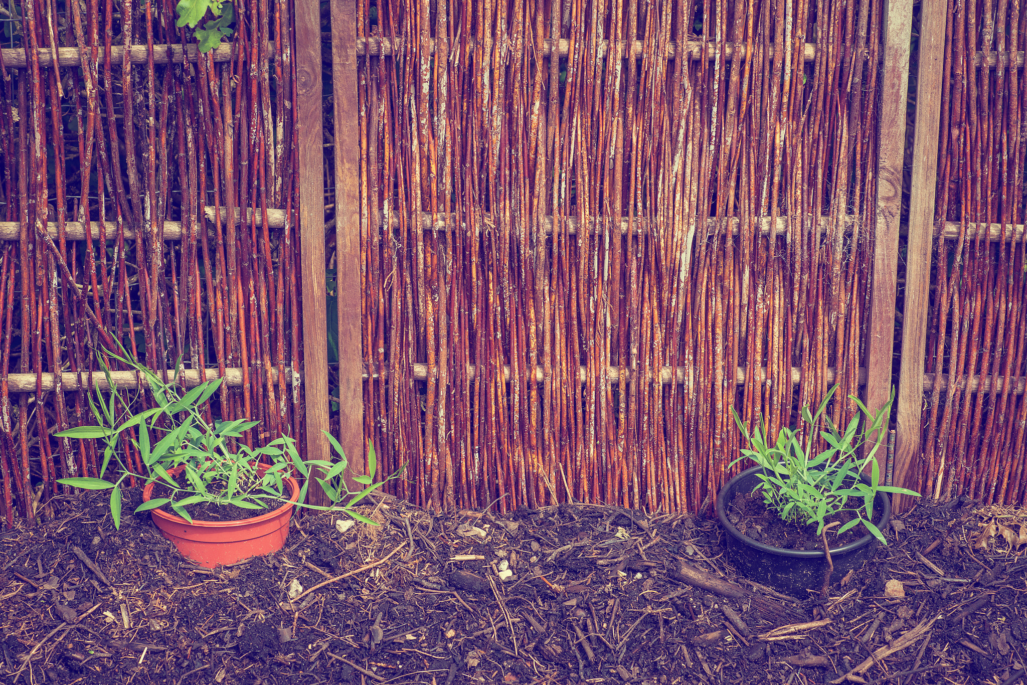 Sony Alpha DSLR-A900 + Minolta AF 100mm F2.8 Macro [New] sample photo. Garden with green plants photography