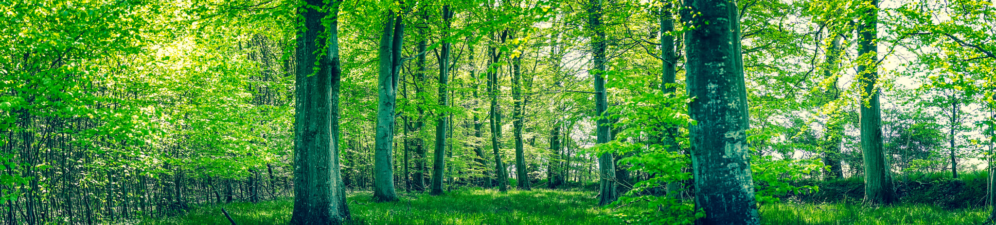 Sony a7R + Minolta AF 50mm F1.4 [New] sample photo. Green leaves on the trees in the spring photography