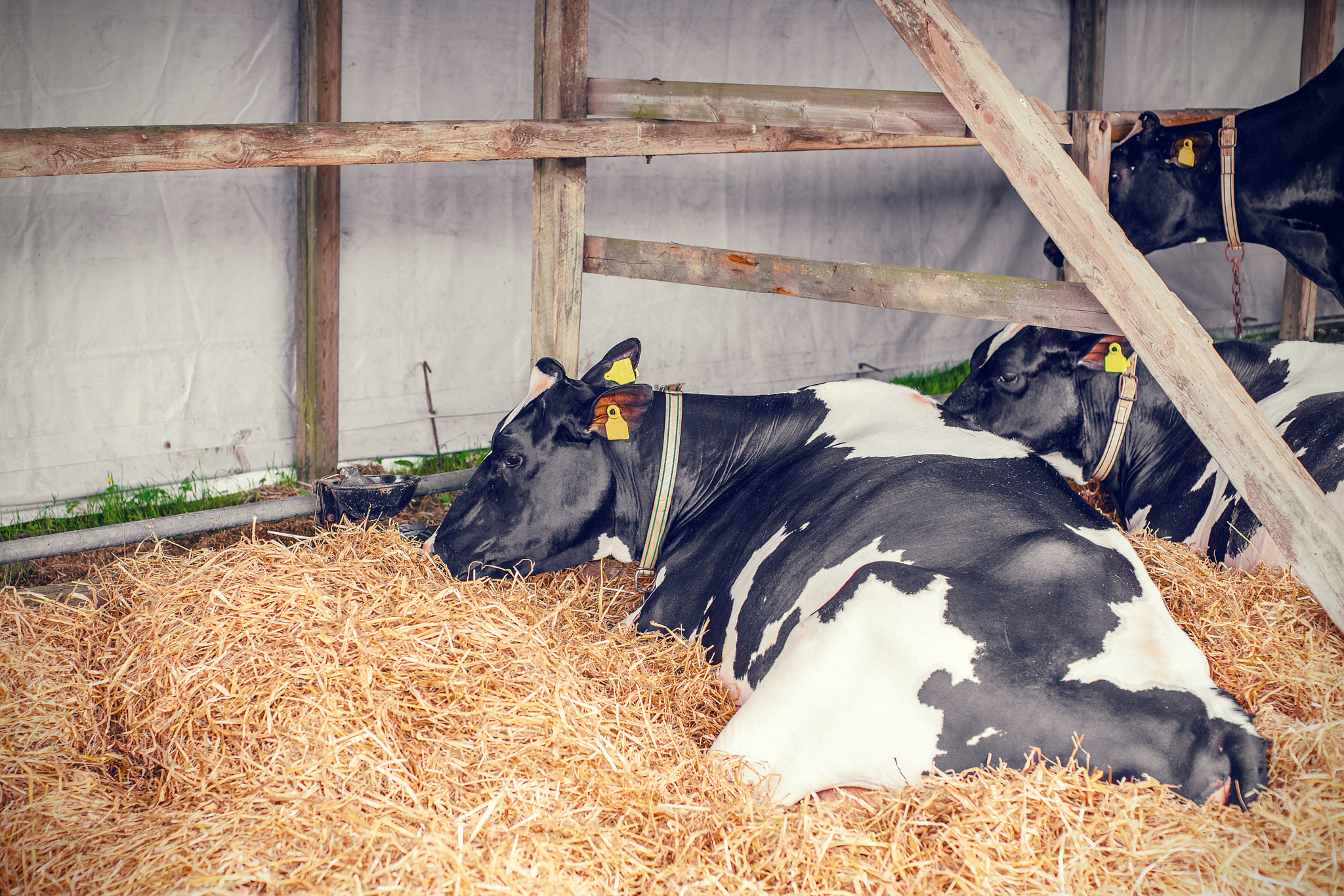 Sony Alpha DSLR-A900 + Sony 50mm F1.4 sample photo. Cows lying in hay photography