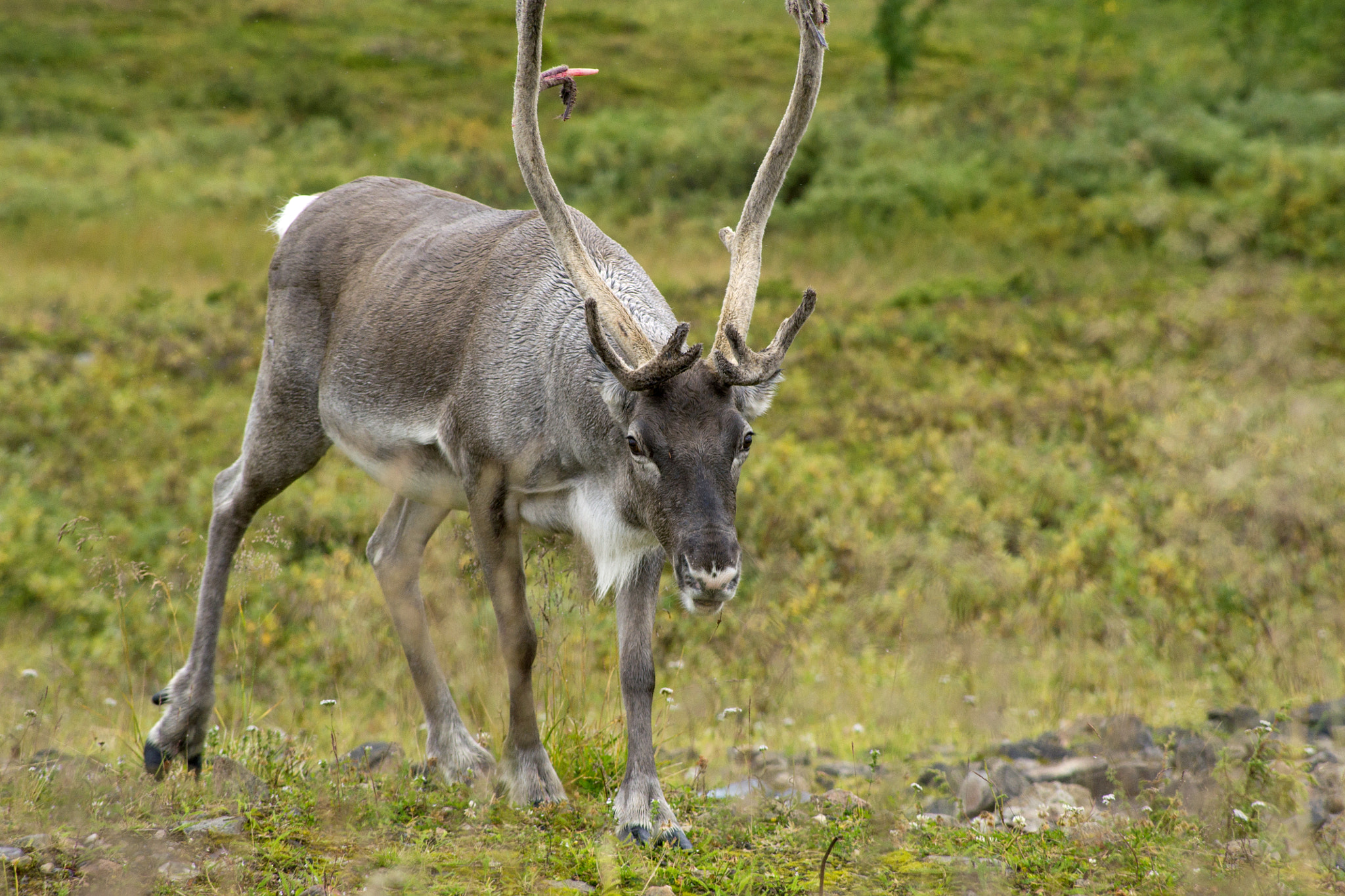 Sony Alpha DSLR-A500 sample photo. Curious reindeer photography