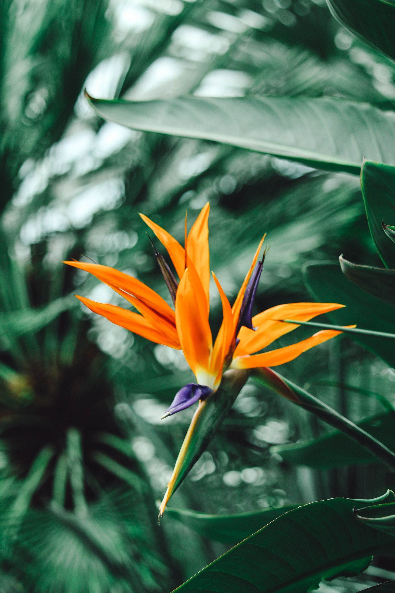 Canon EF-S 55-250mm F4-5.6 IS STM sample photo. Birds of paradise photography