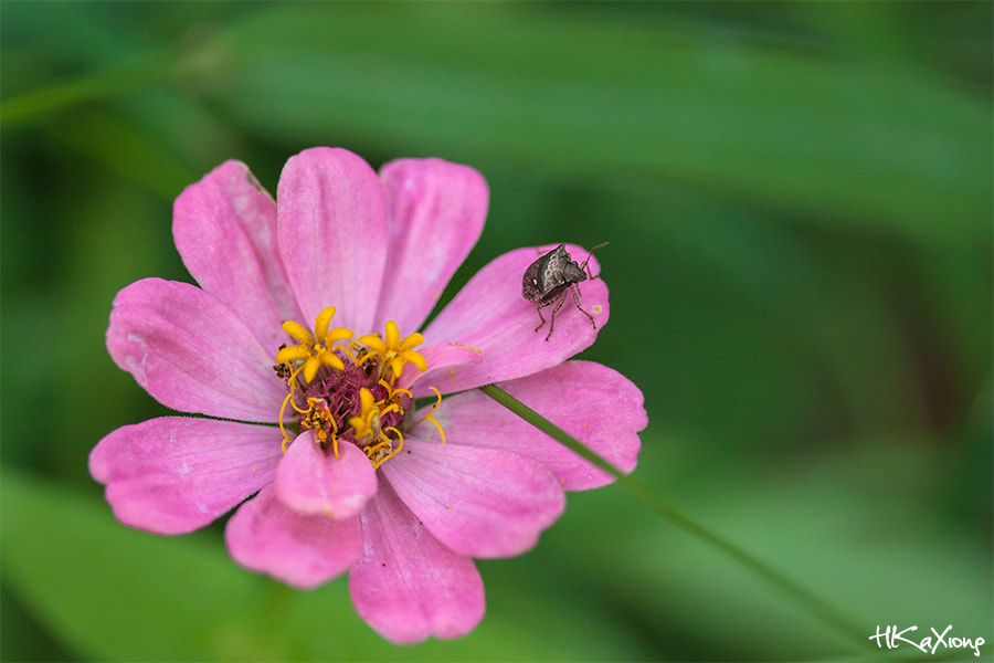 Canon EF-S 60mm F2.8 Macro USM sample photo. Flower photography