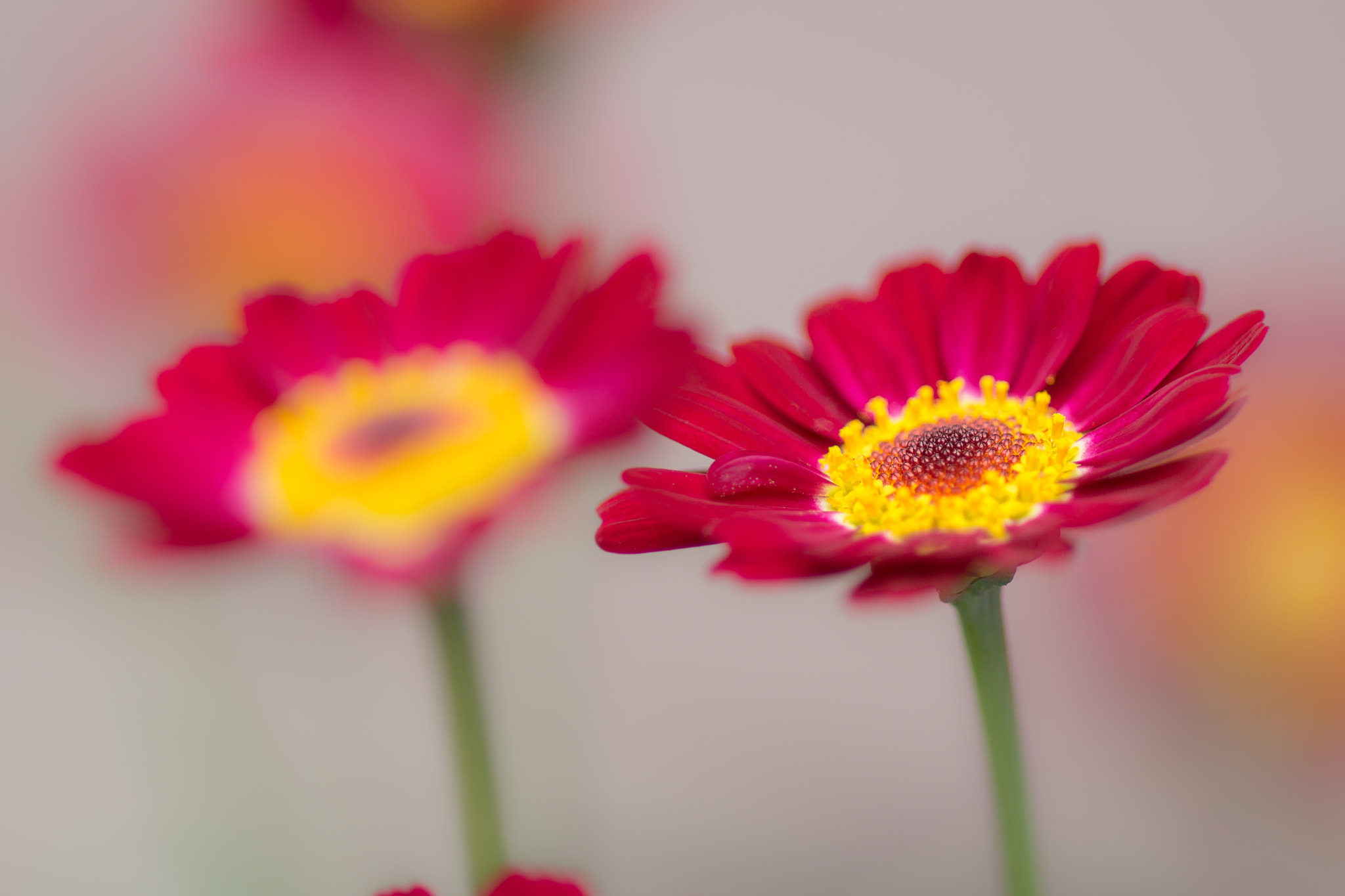 Sony SLT-A77 + Sony 100mm F2.8 Macro sample photo. Chrysanthemum photography