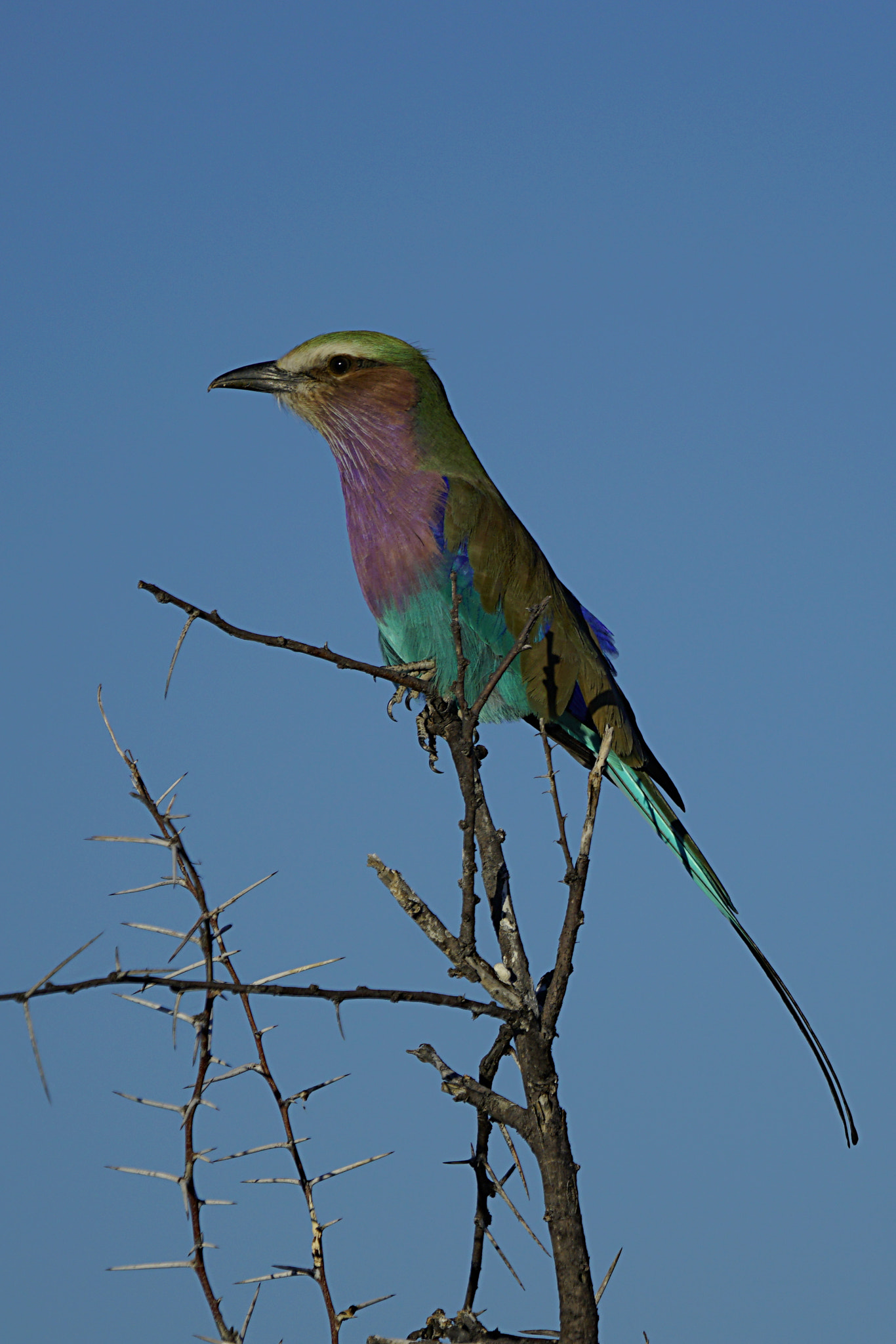 Sony 70-400mm F4-5.6 G SSM II sample photo