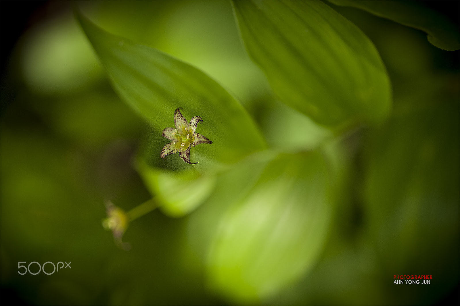 ZEISS Makro-Planar T* 50mm F2 sample photo. Geumgang twisted-stalk photography