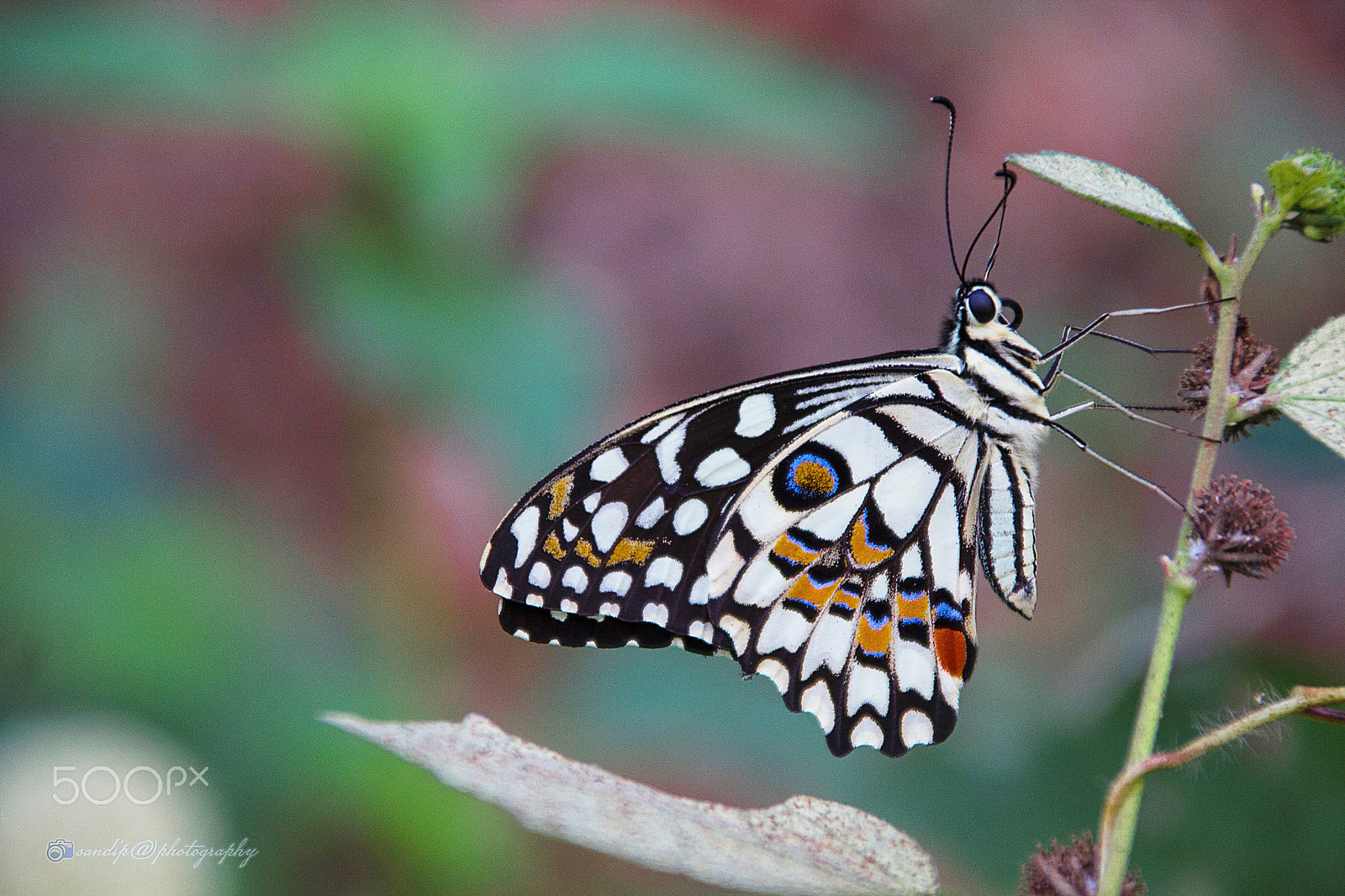 Canon EOS 600D (Rebel EOS T3i / EOS Kiss X5) + Canon TS-E 90mm F2.8 Tilt-Shift sample photo. Lime butterfly photography