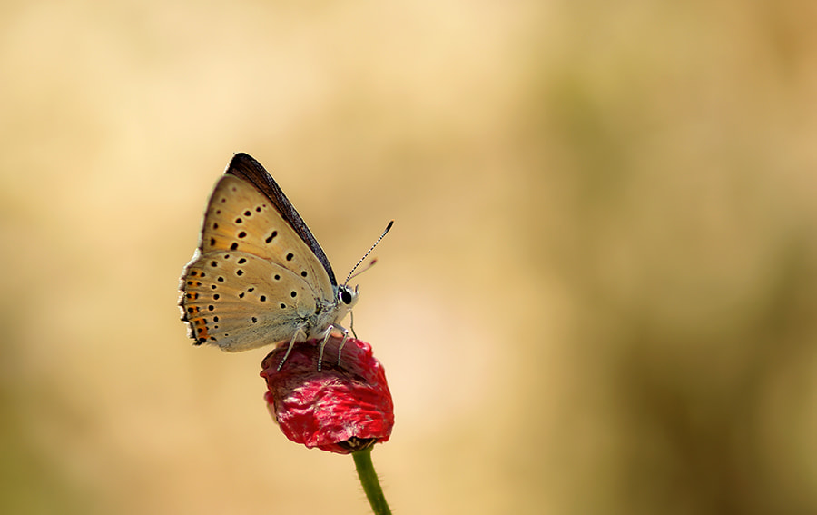 Pentax K20D + smc PENTAX-FA Macro 100mm F2.8 sample photo. Buterfly photography