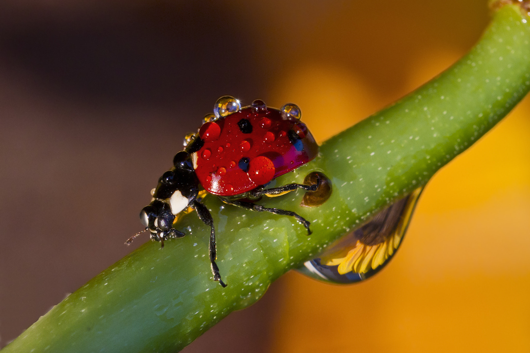 Sigma 150mm f/2.8 EX DG OS HSM APO Macro sample photo. In my garden.... photography