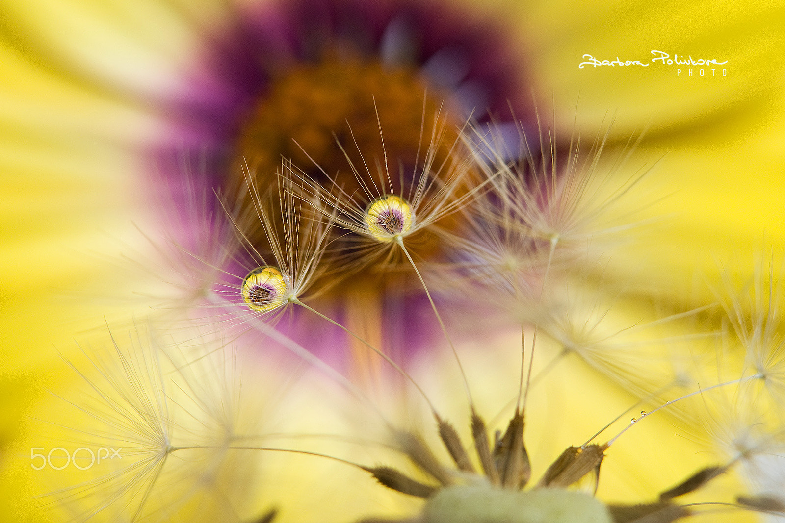 Nikon AF-S Micro-Nikkor 60mm F2.8G ED sample photo. Tiny world of yellow photography