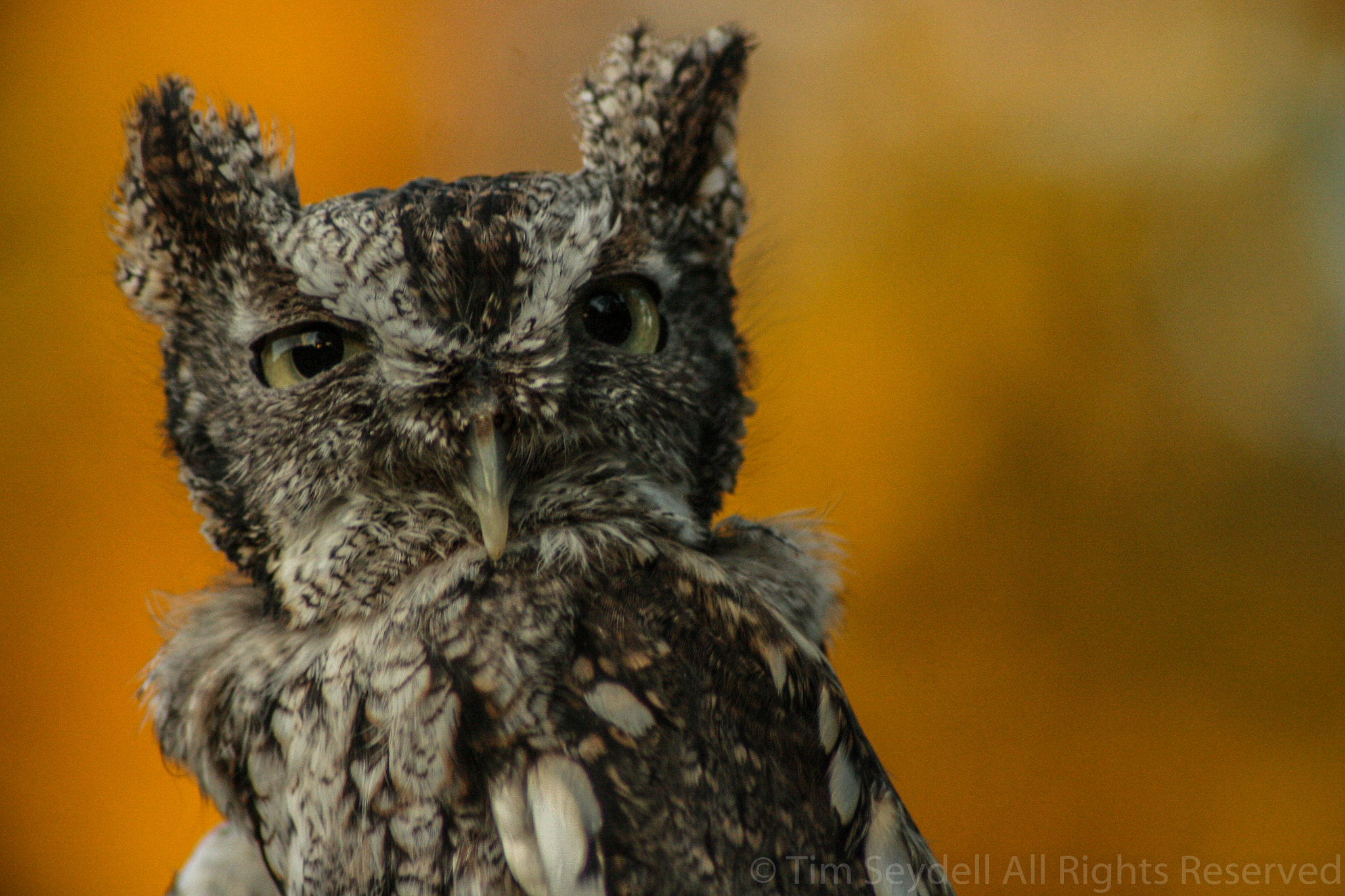 Canon EOS 400D (EOS Digital Rebel XTi / EOS Kiss Digital X) sample photo. Eastern screech owl photography