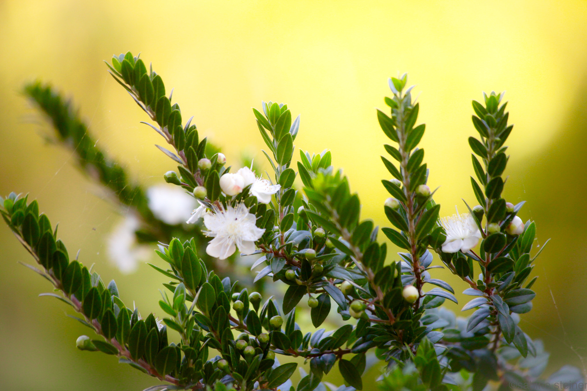 Canon EF 70-300mm F4-5.6 IS USM sample photo. Myrtus communis blossom photography