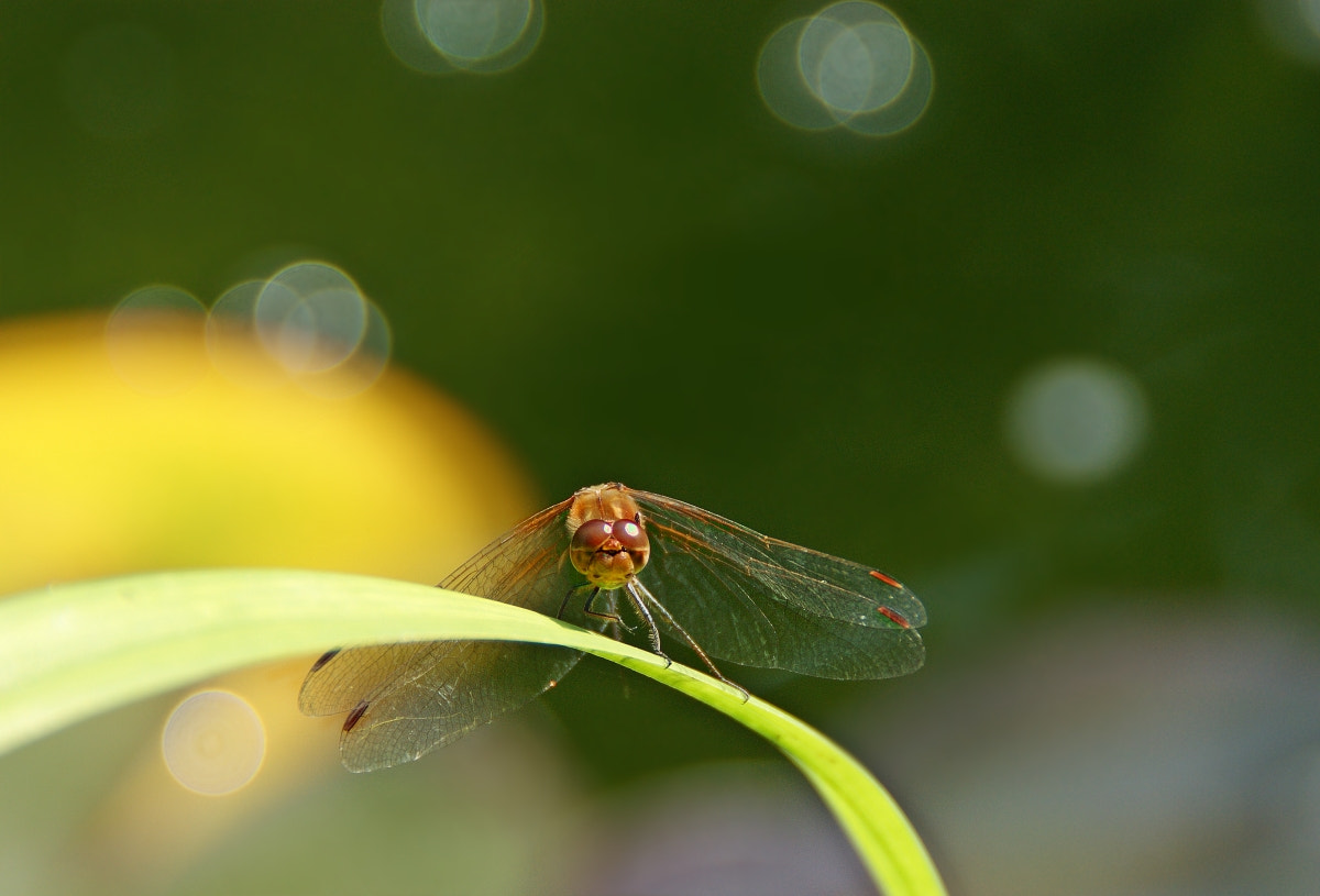 Sony Alpha DSLR-A290 sample photo. Heidelibelle (sympetrum) photography